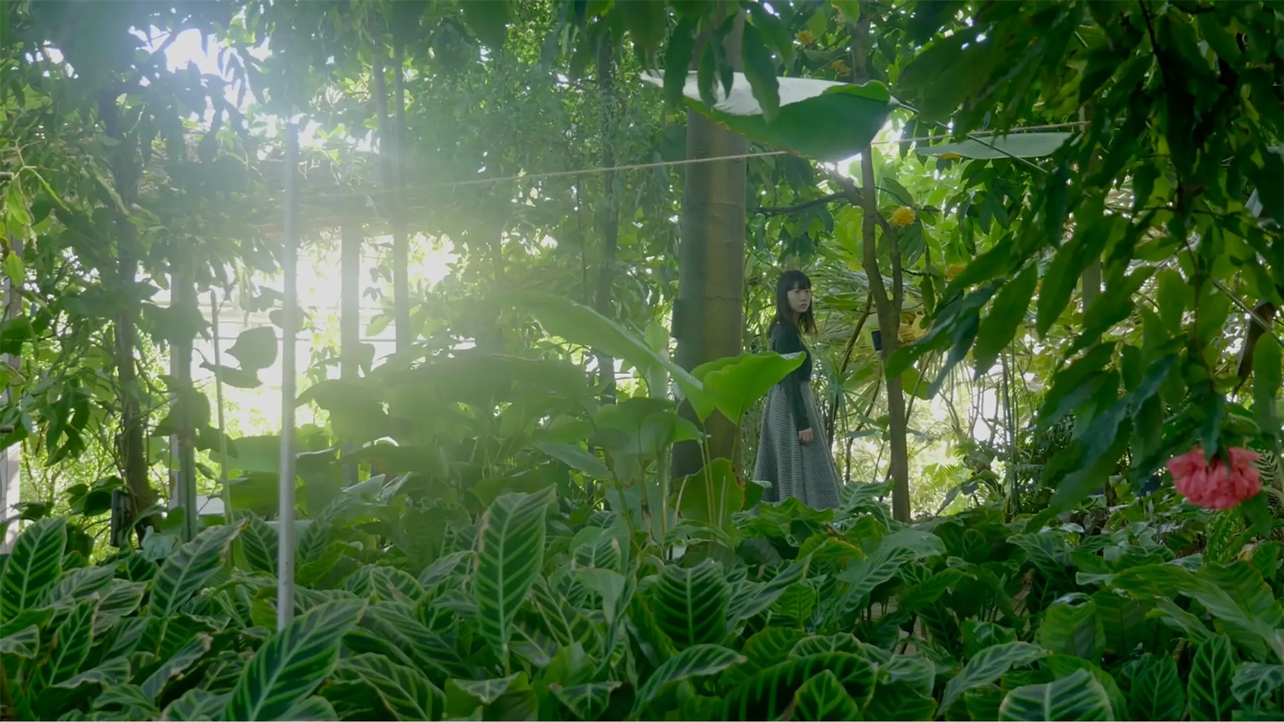 散歩する植物