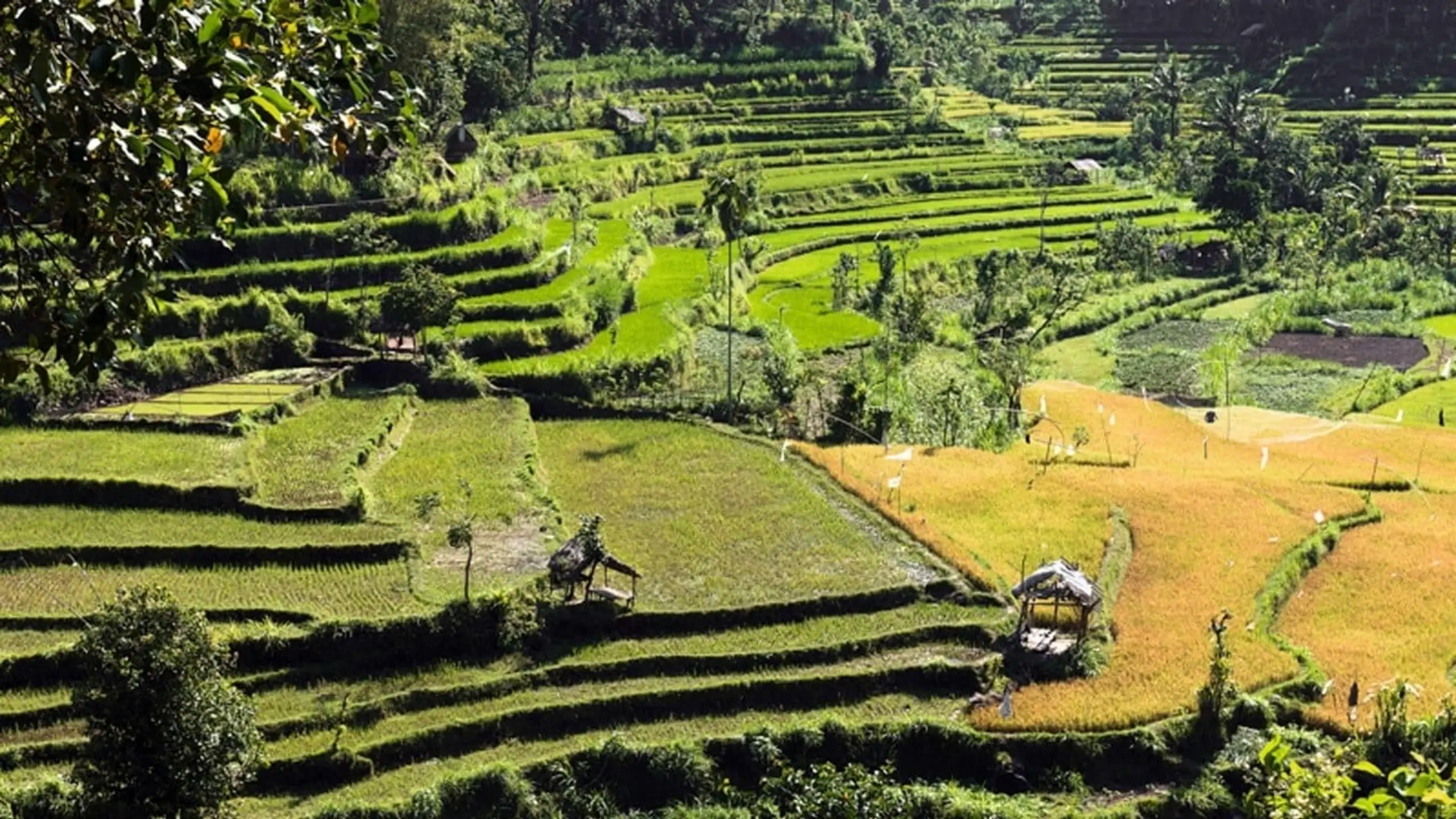 Tropenparadies Bali - Eine Perle Indonesiens