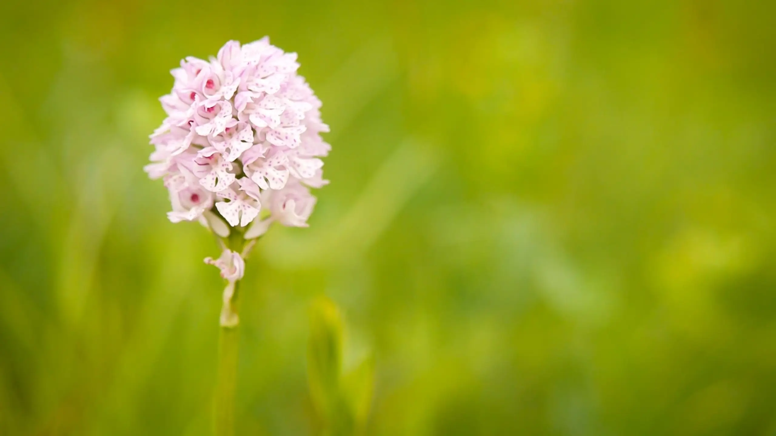 Verborgene Schönheit: Die Orchideen des Saaletals