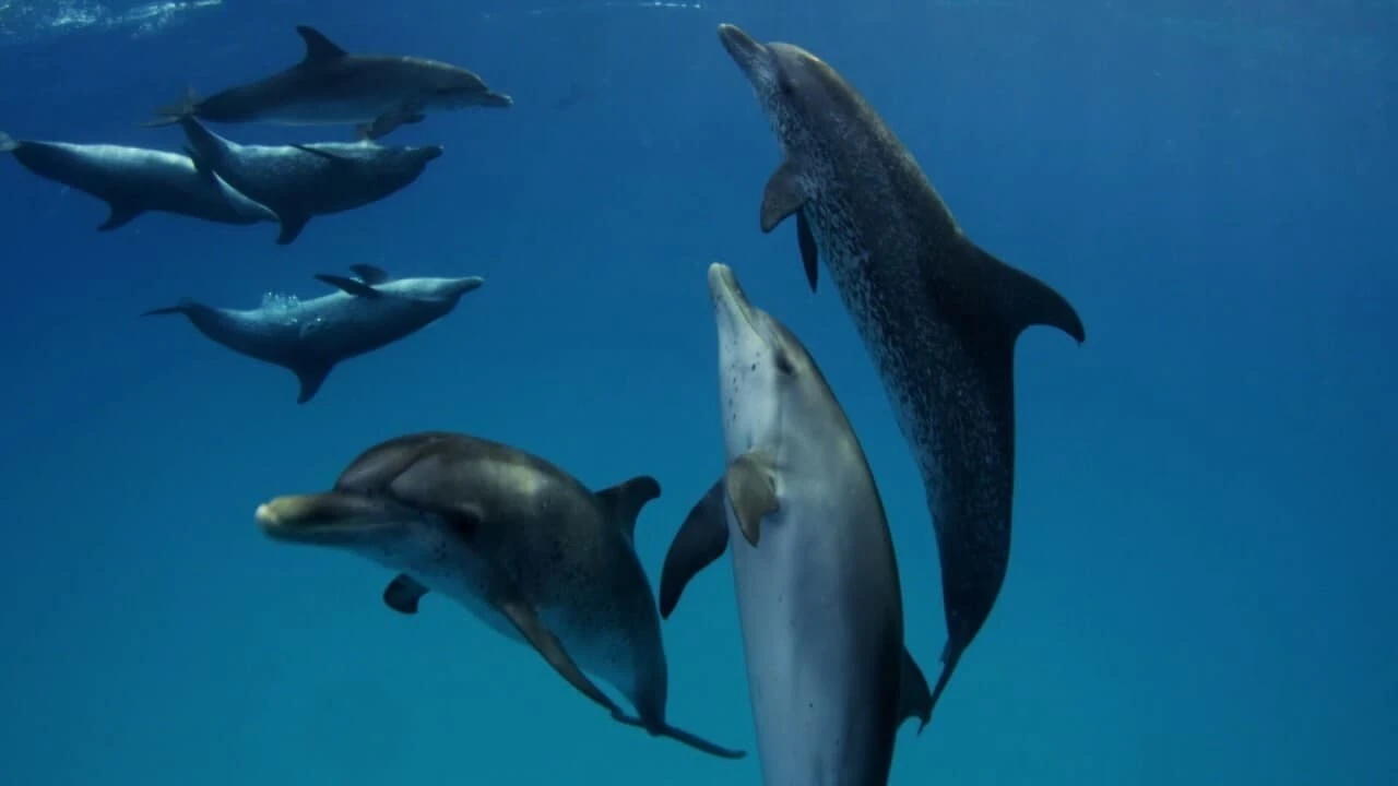 Sharks Vs Dolphins : Face Off