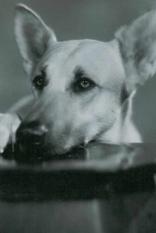 Foto von Flash the Dog