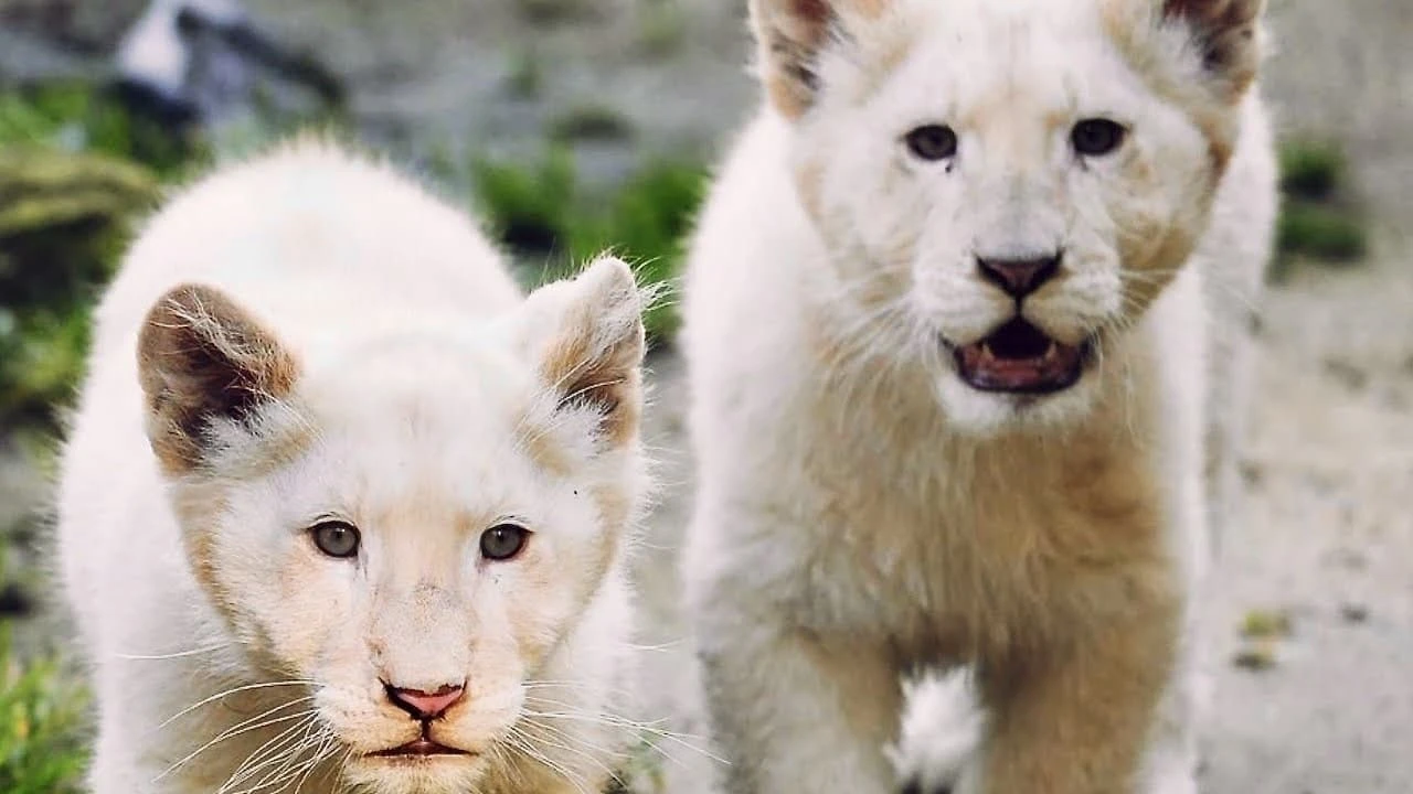 La terre des lionnes blanches