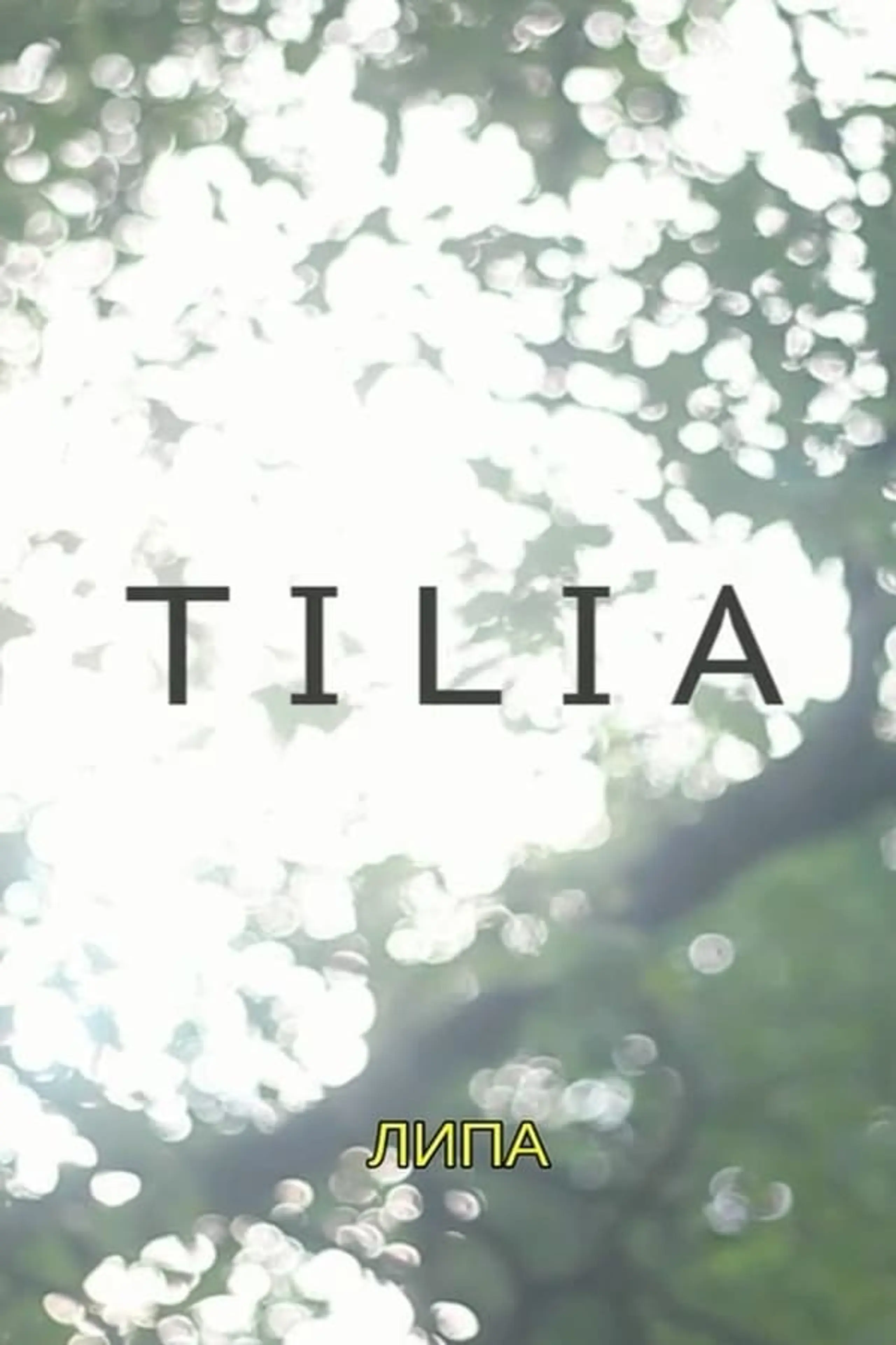 Tilia