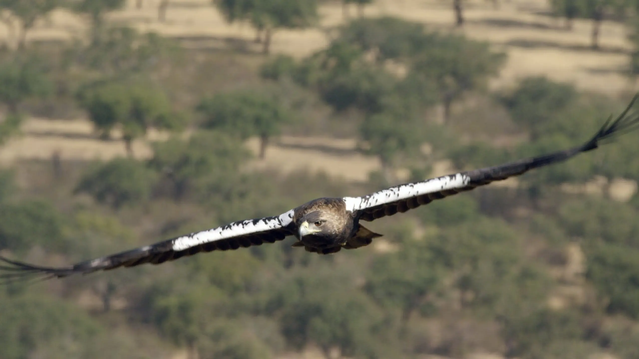 Dehesa: el bosque del lince ibérico