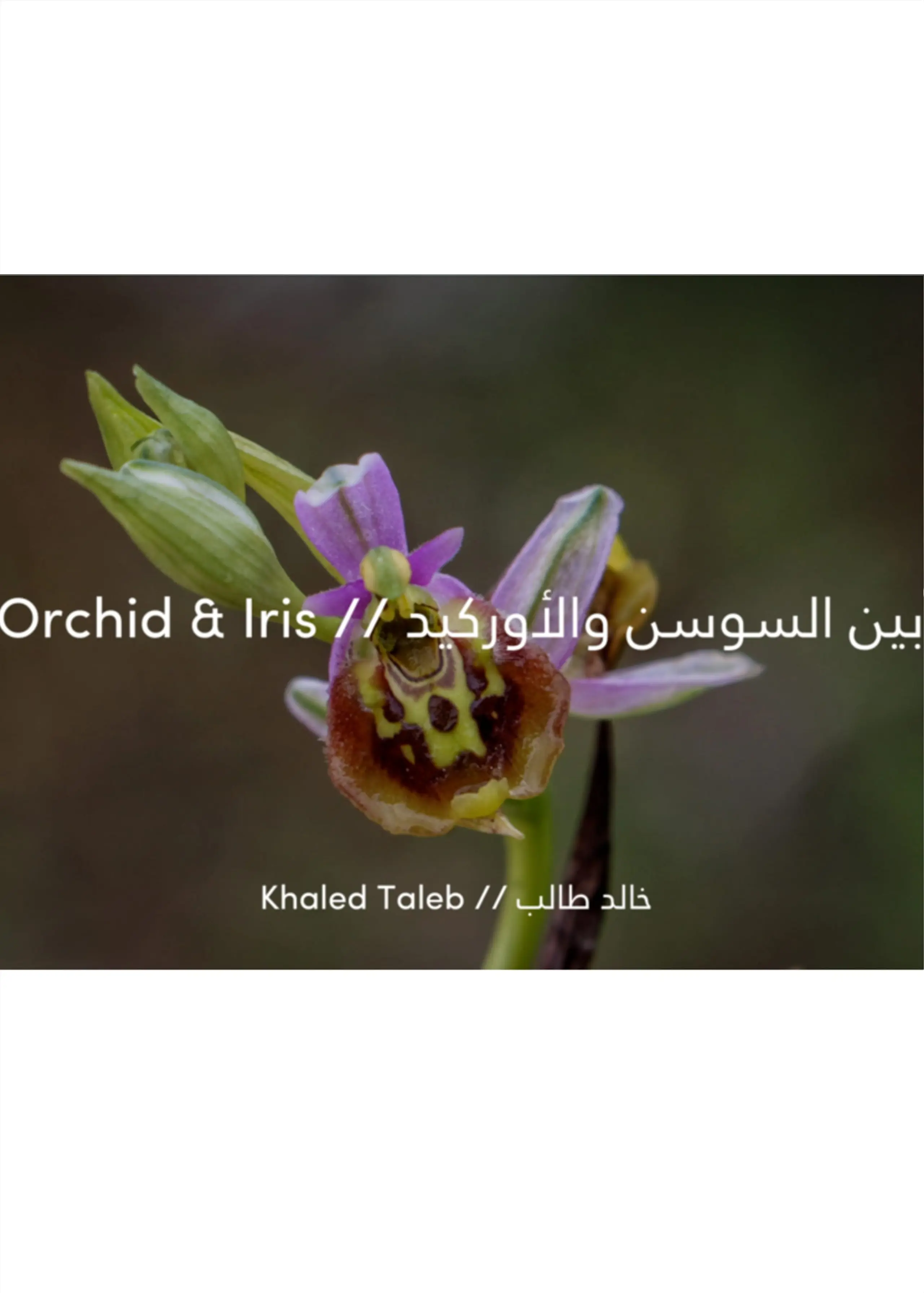 Orchids & Irises