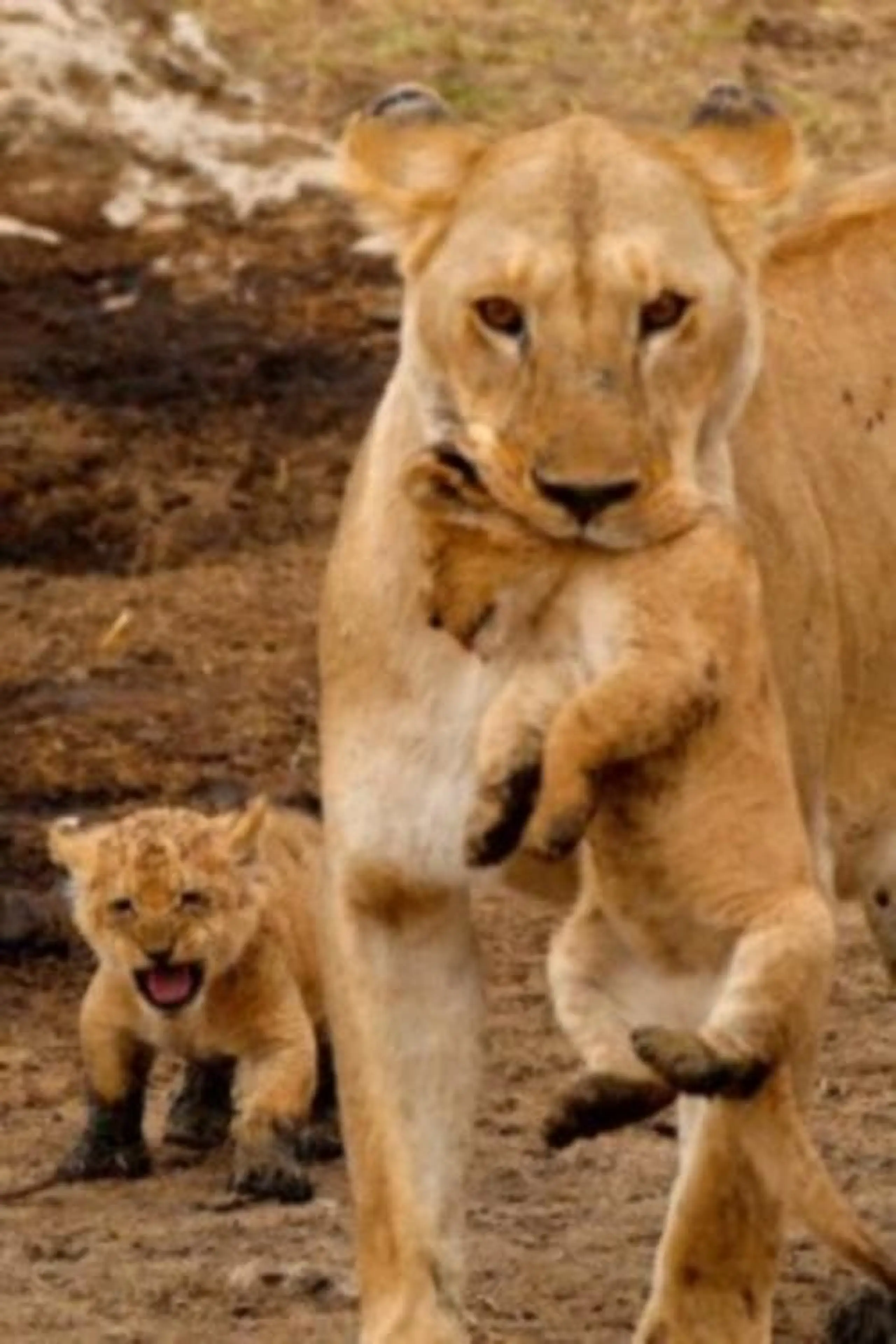 Big Cats of the Serengeti