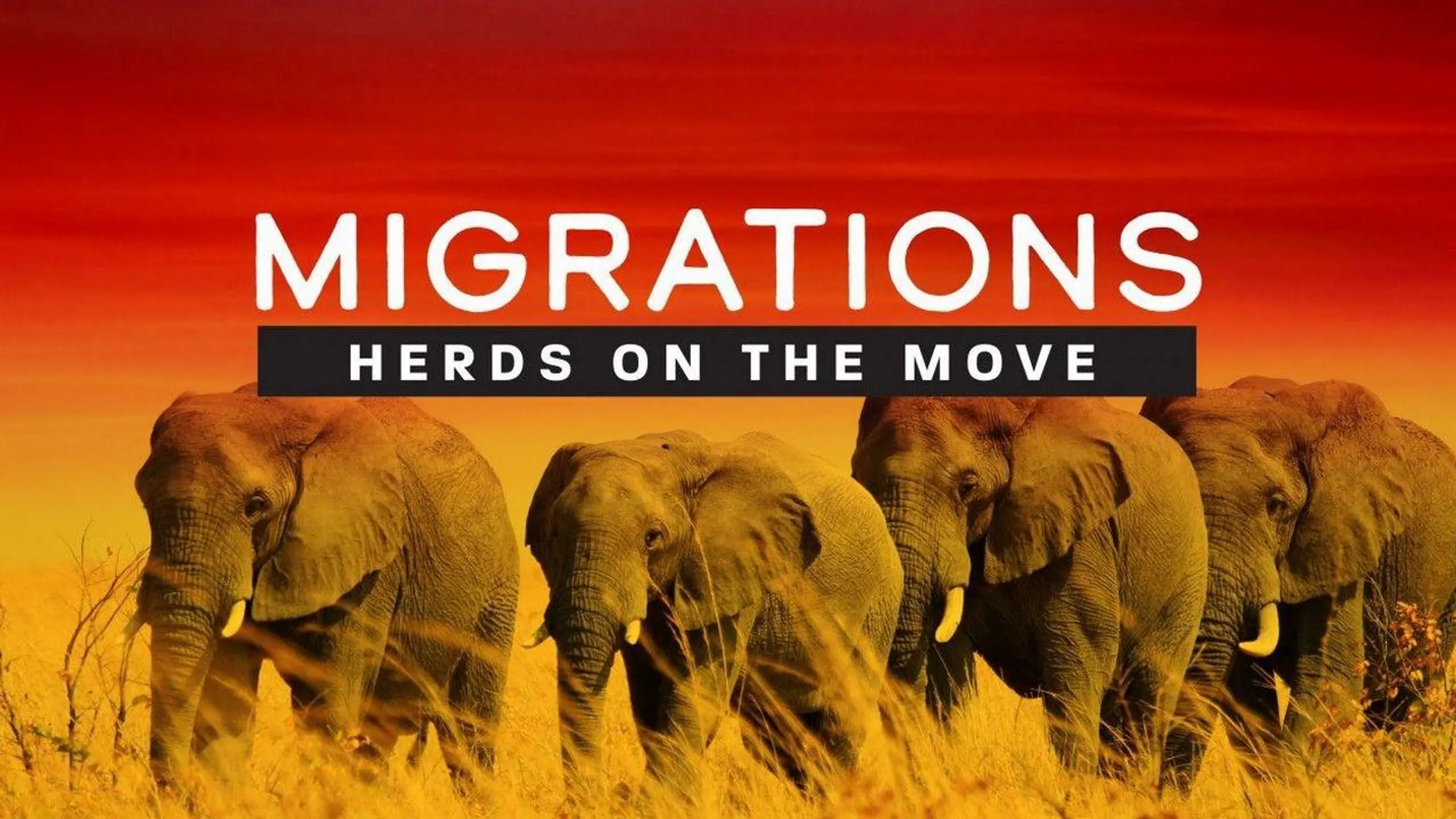 Migrations: Herds on the Move