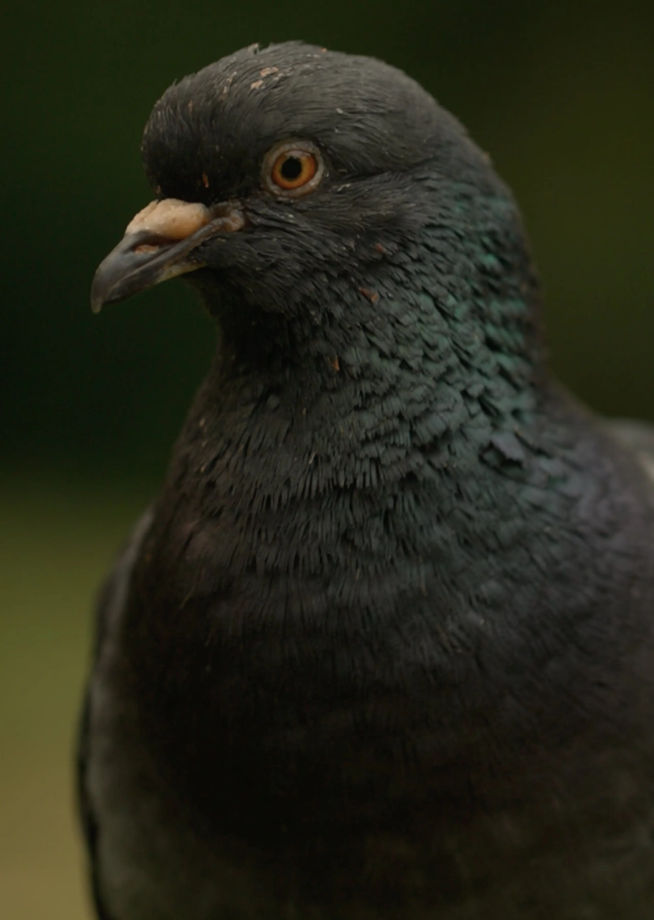 Deformed Pigeon Feet