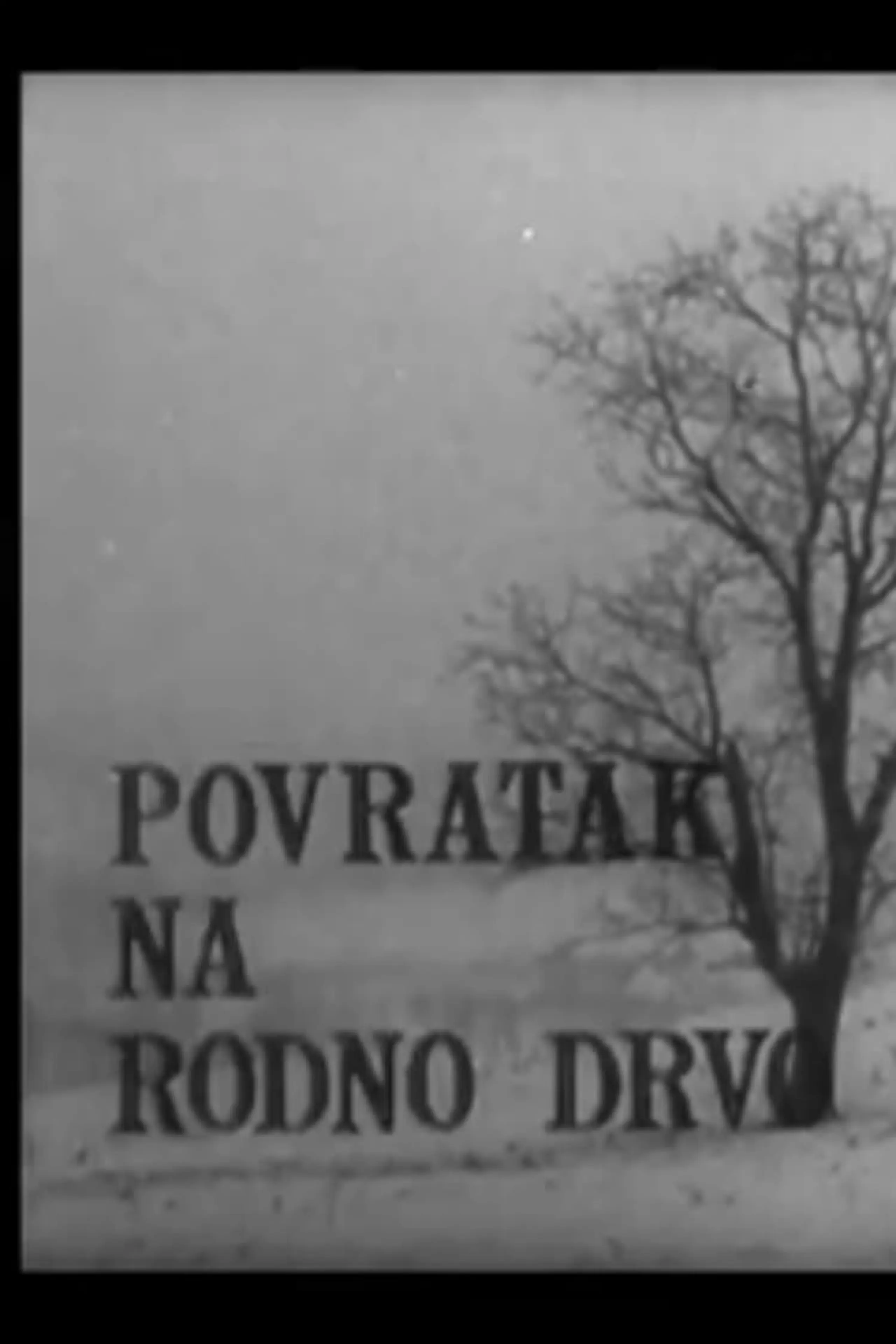 Povratak na rodno drvo