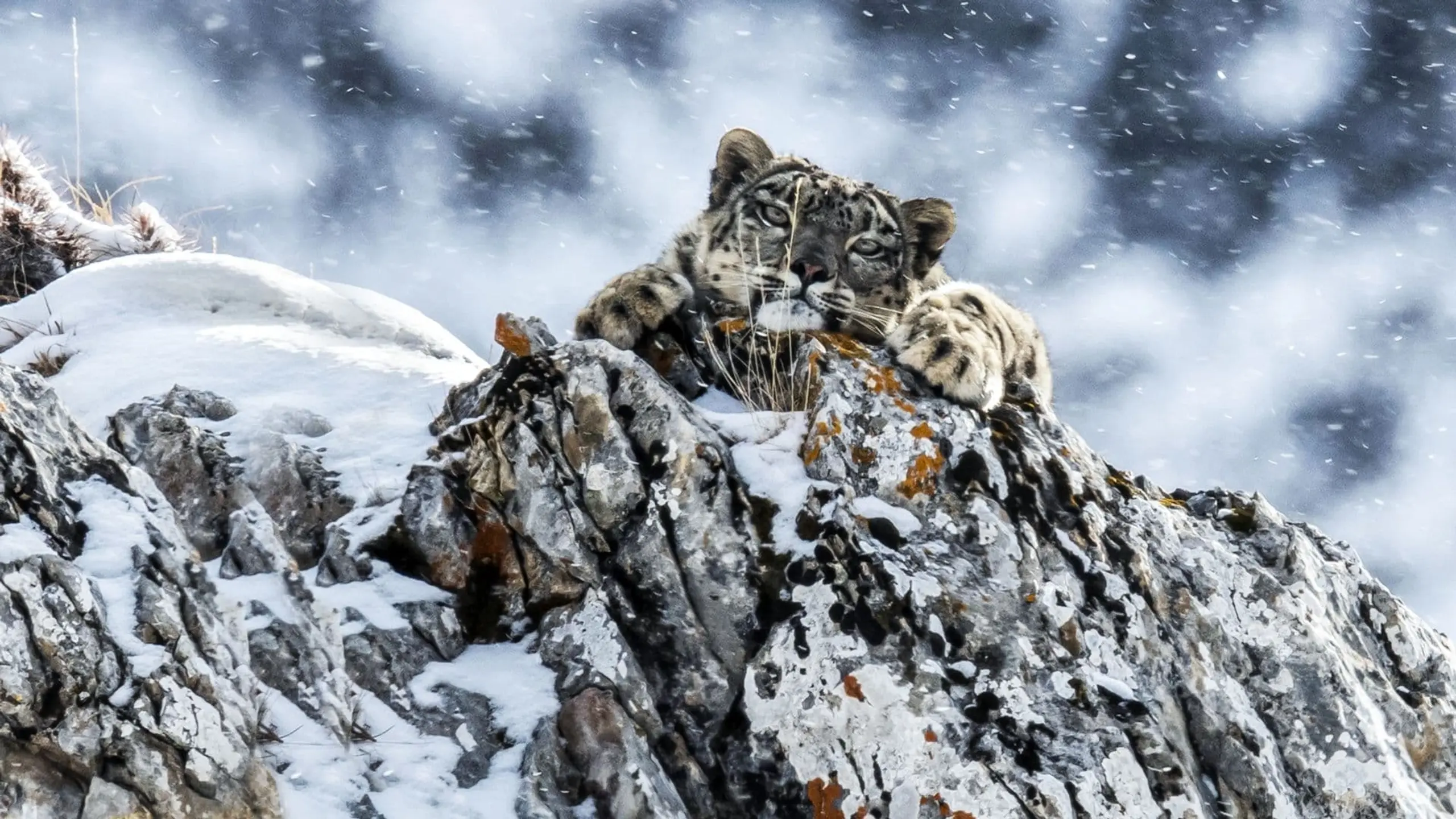 Le royaume glacé de la panthère des neiges