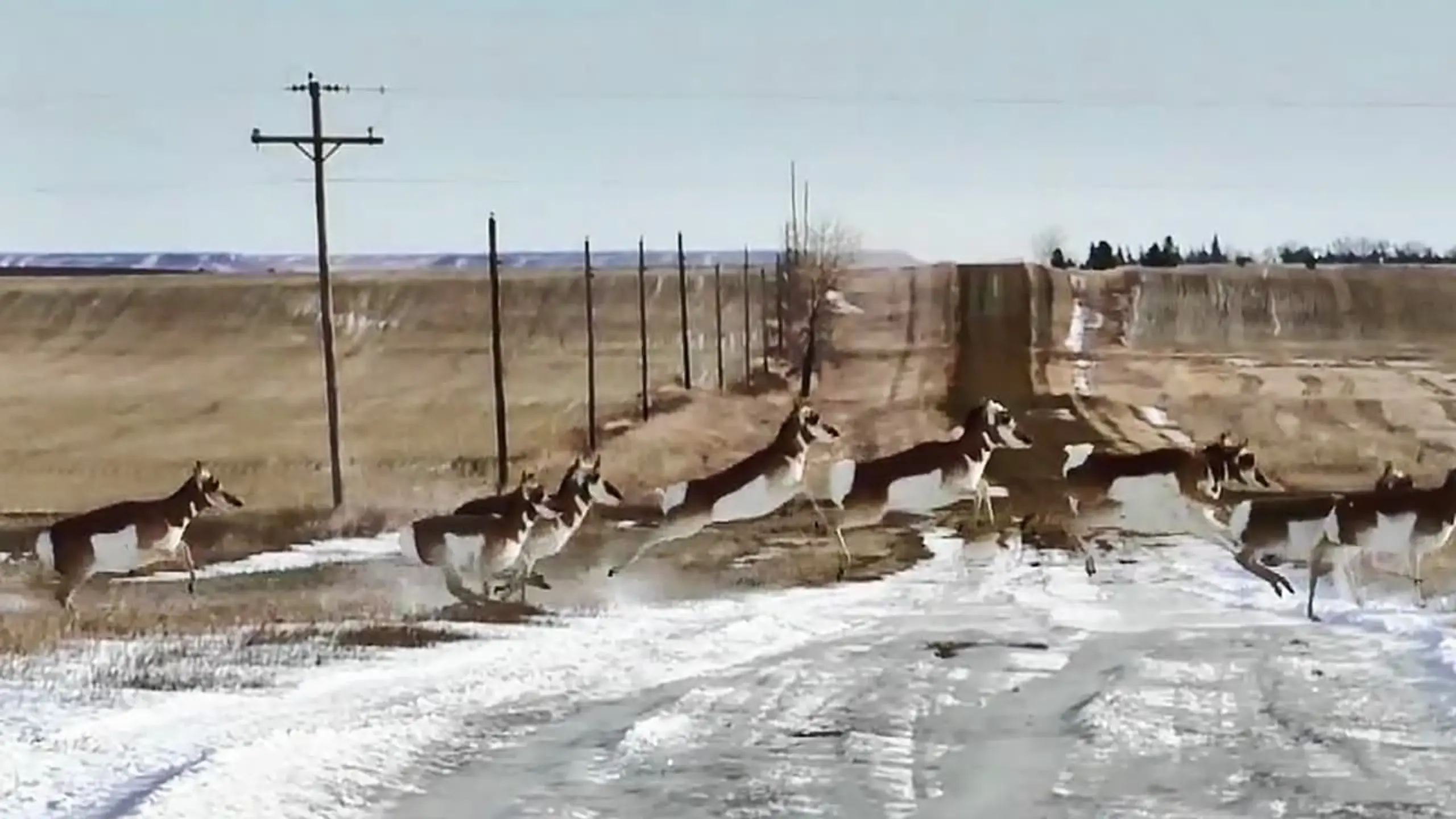 Les Antilopes