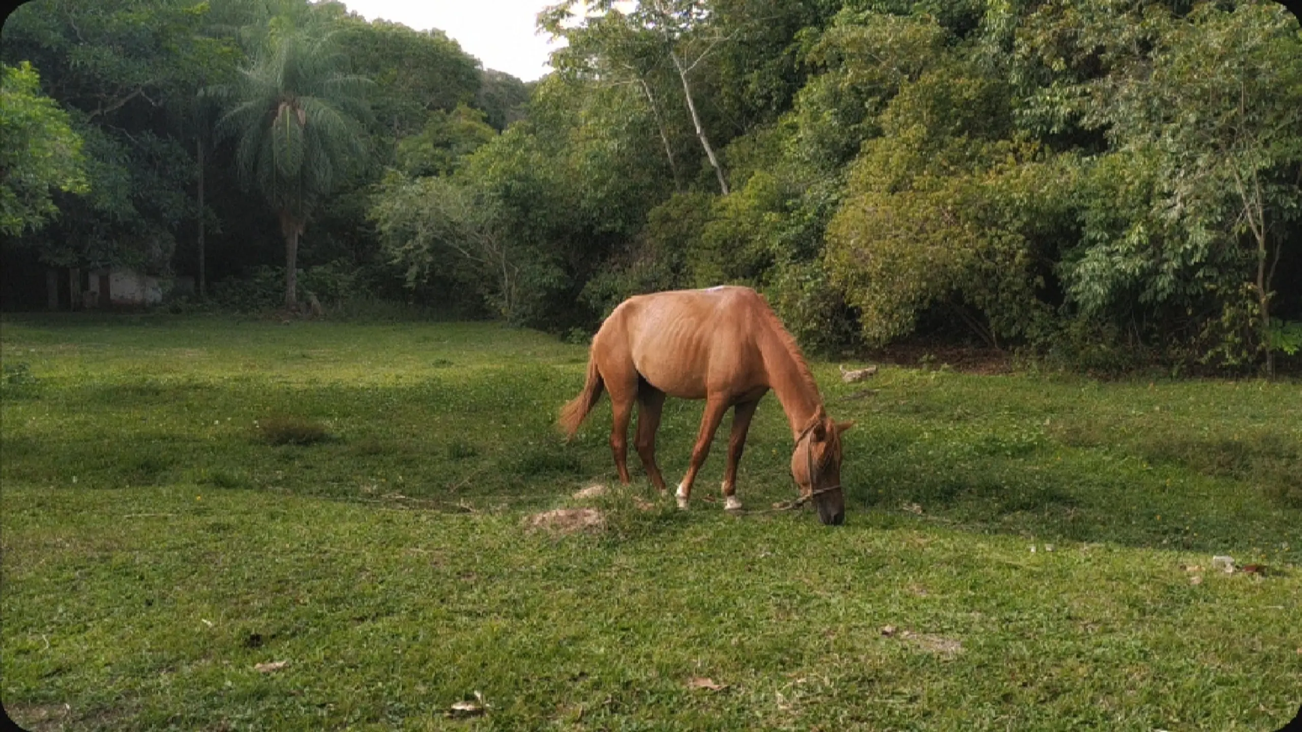 Um cavalo olhou pro céu com esperanças de fuga