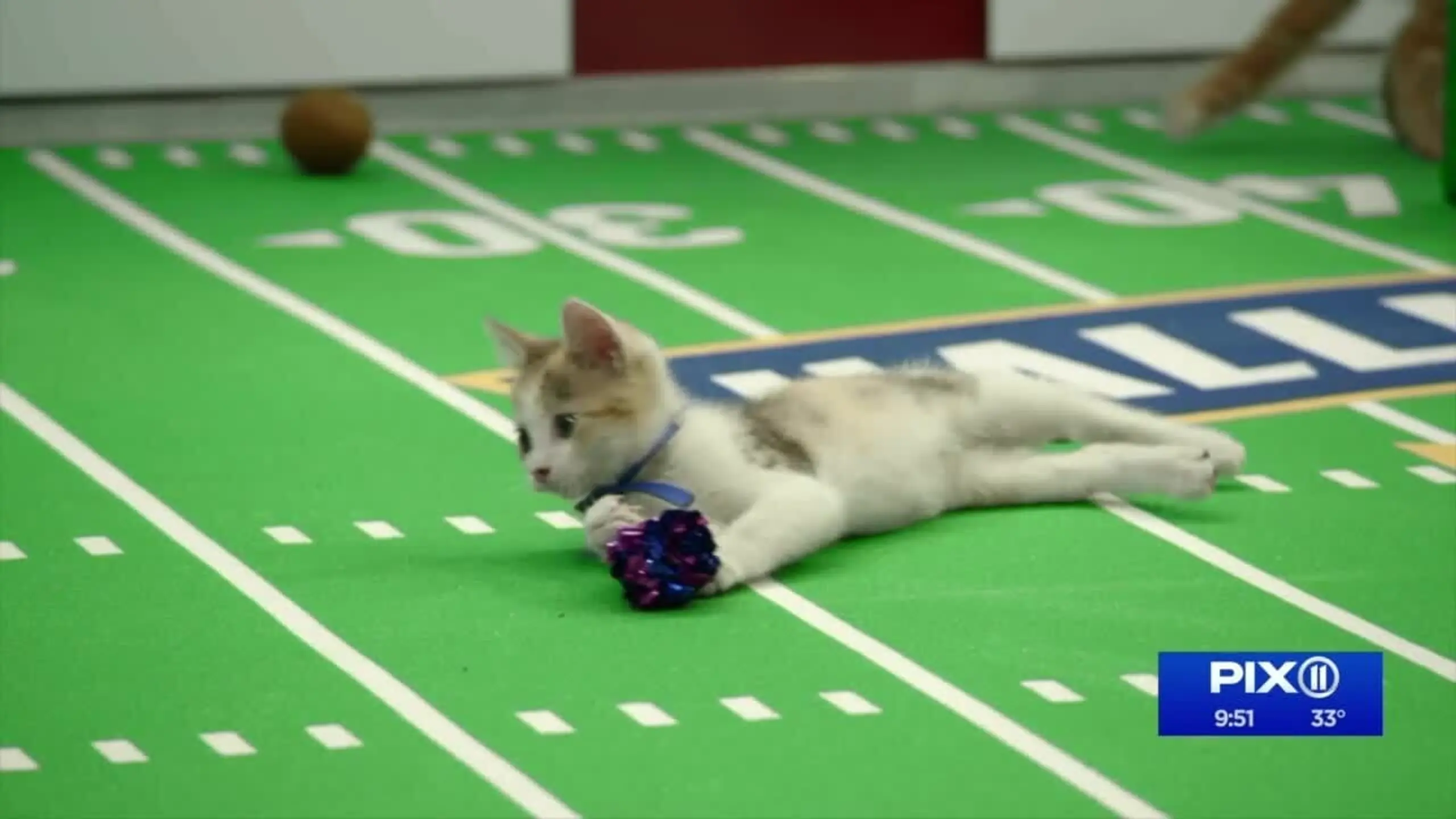 Kitten Bowl VIII Special