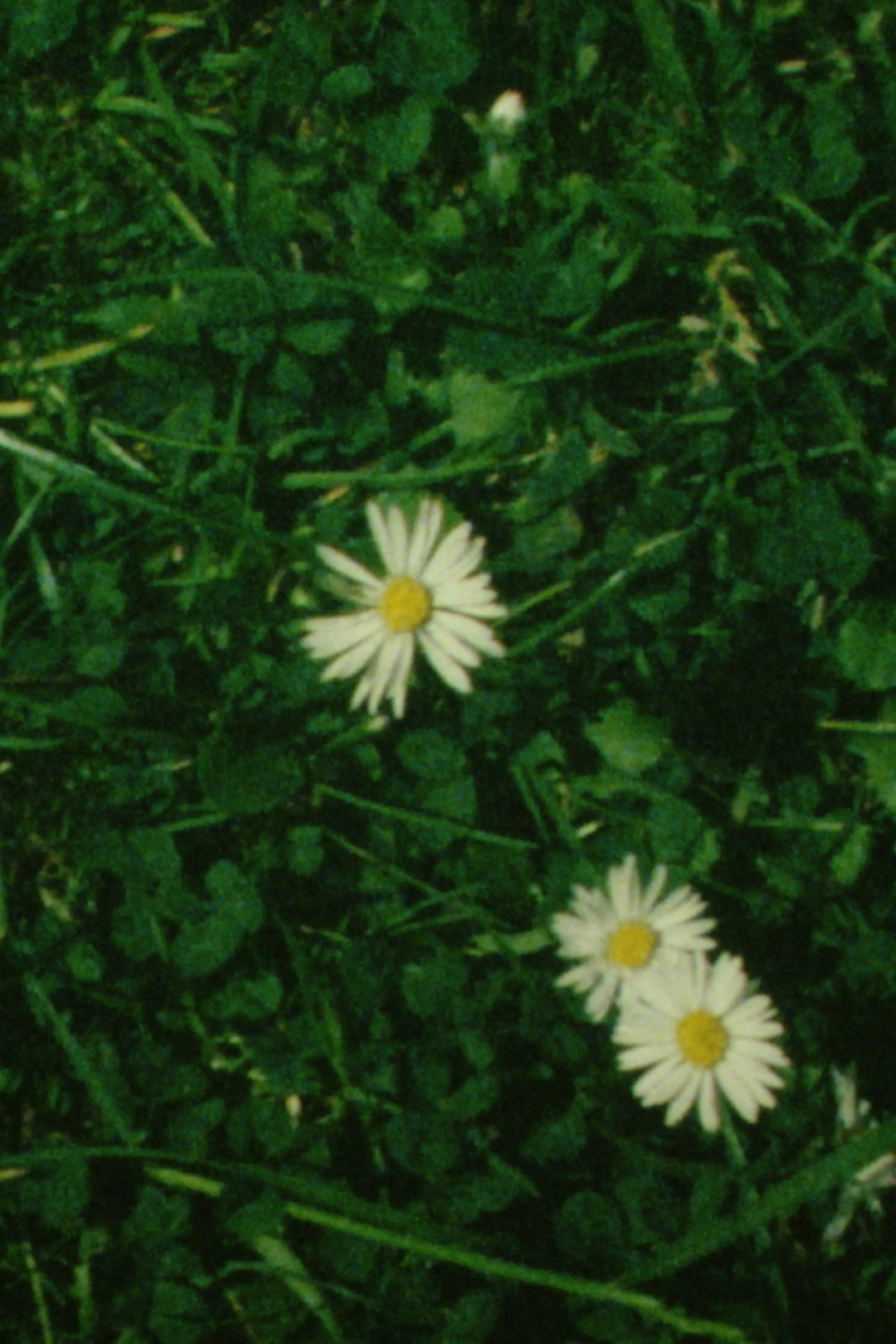 Daisies Cloud Passing