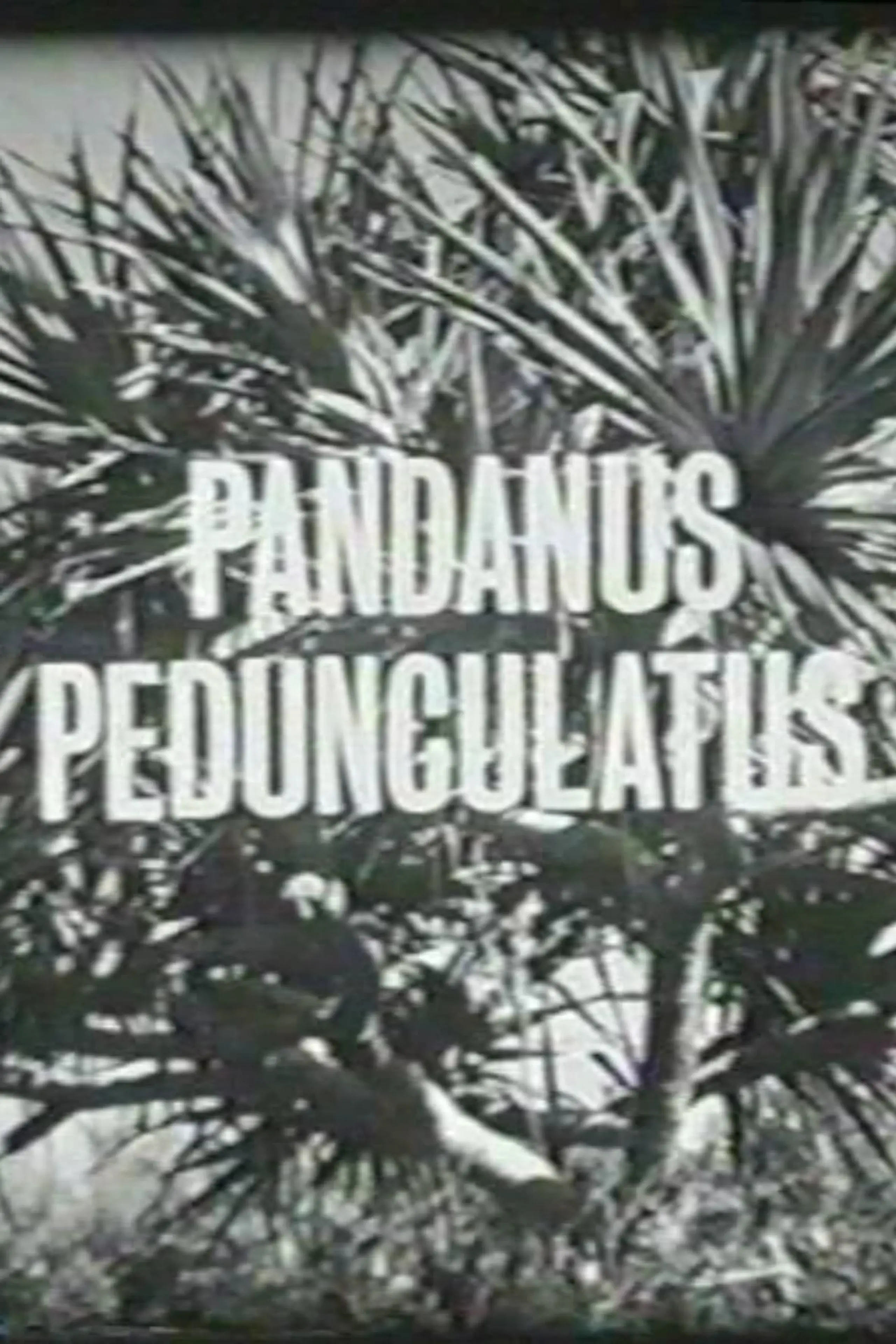 Pandanus Pedunculatus