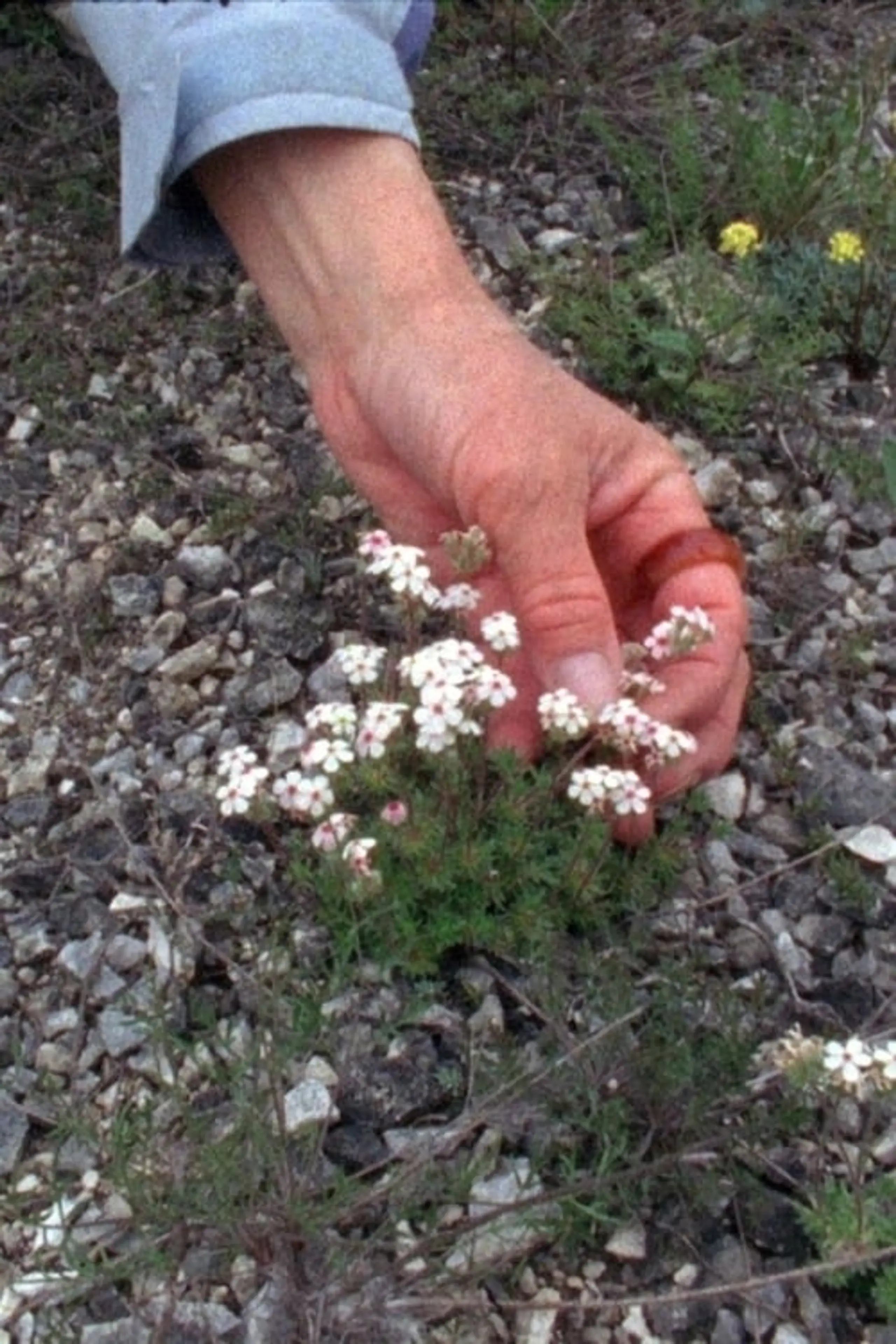 Becoming Extinct (Wild Grass)