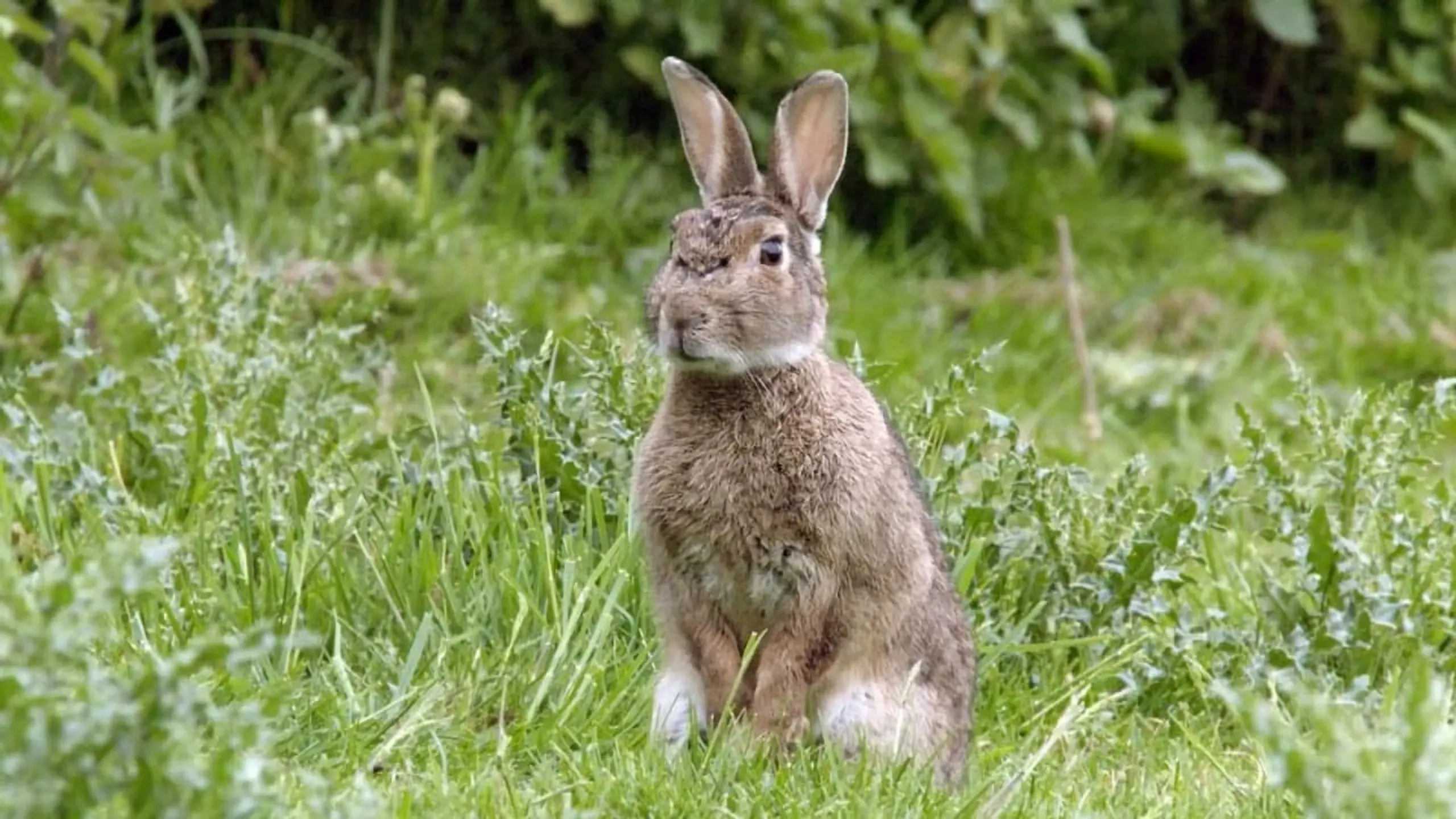 Die Superkräfte der Kaninchen