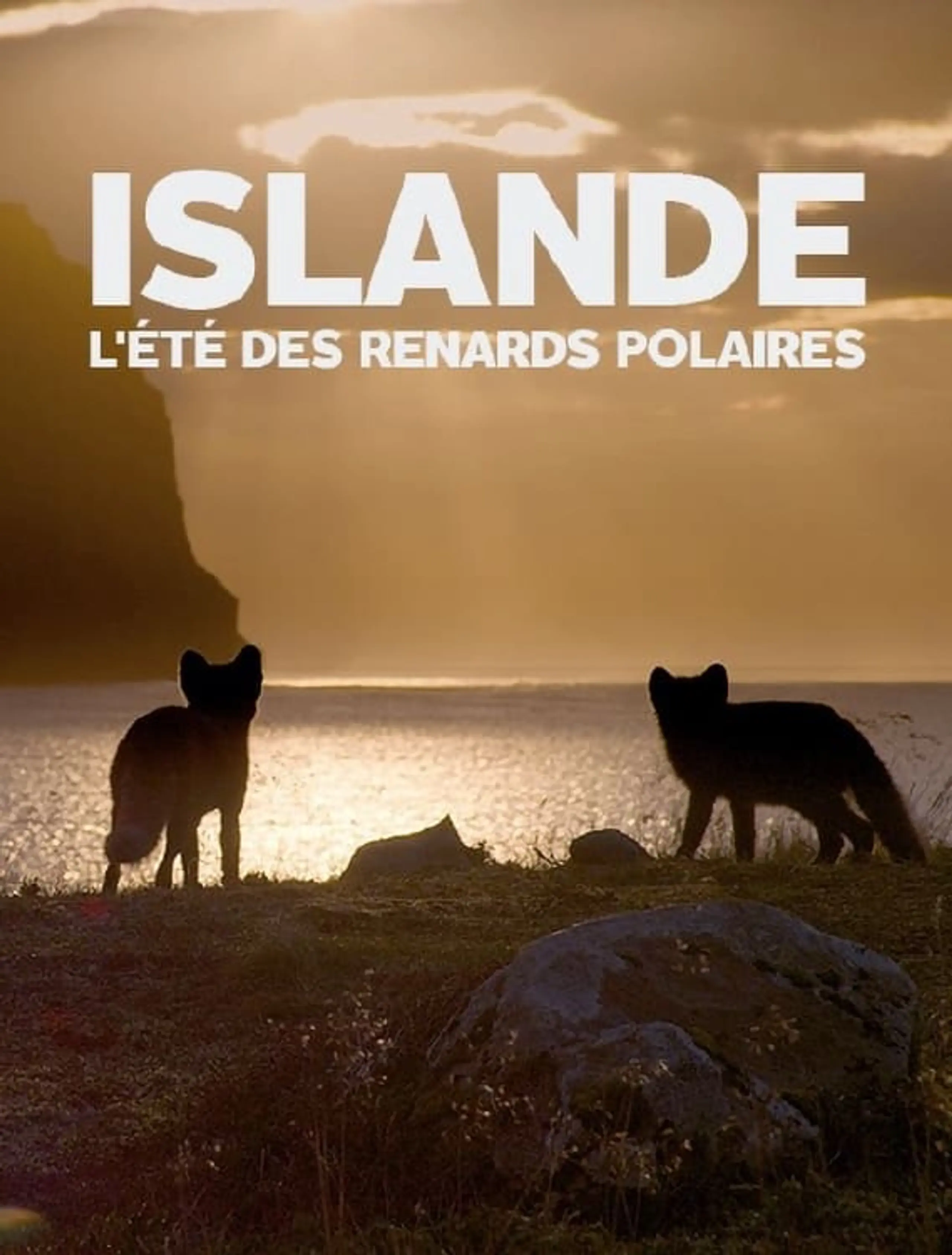 Island - Sommer der Polarfüchse