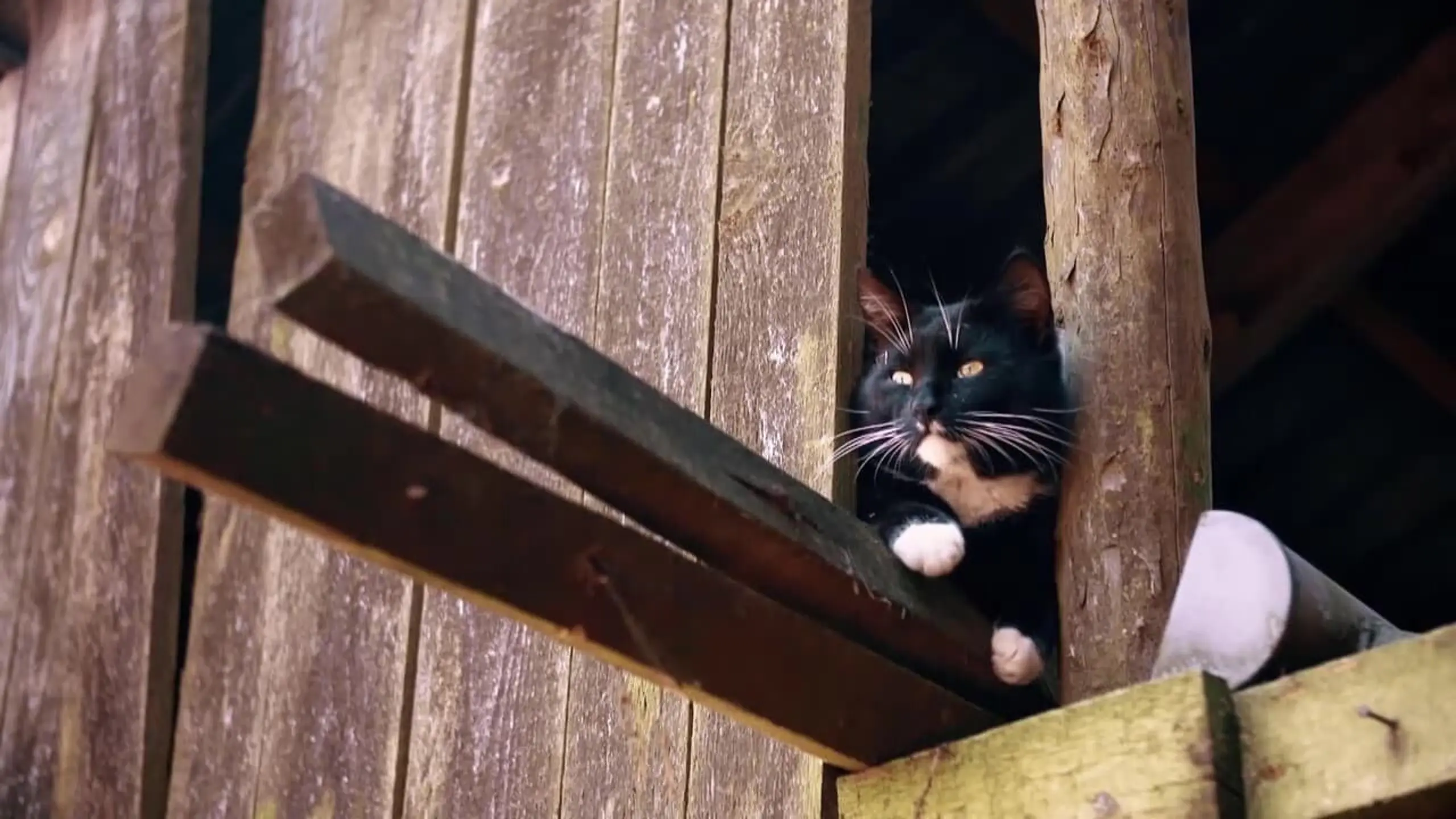 Das geheime Wesen der Katzen