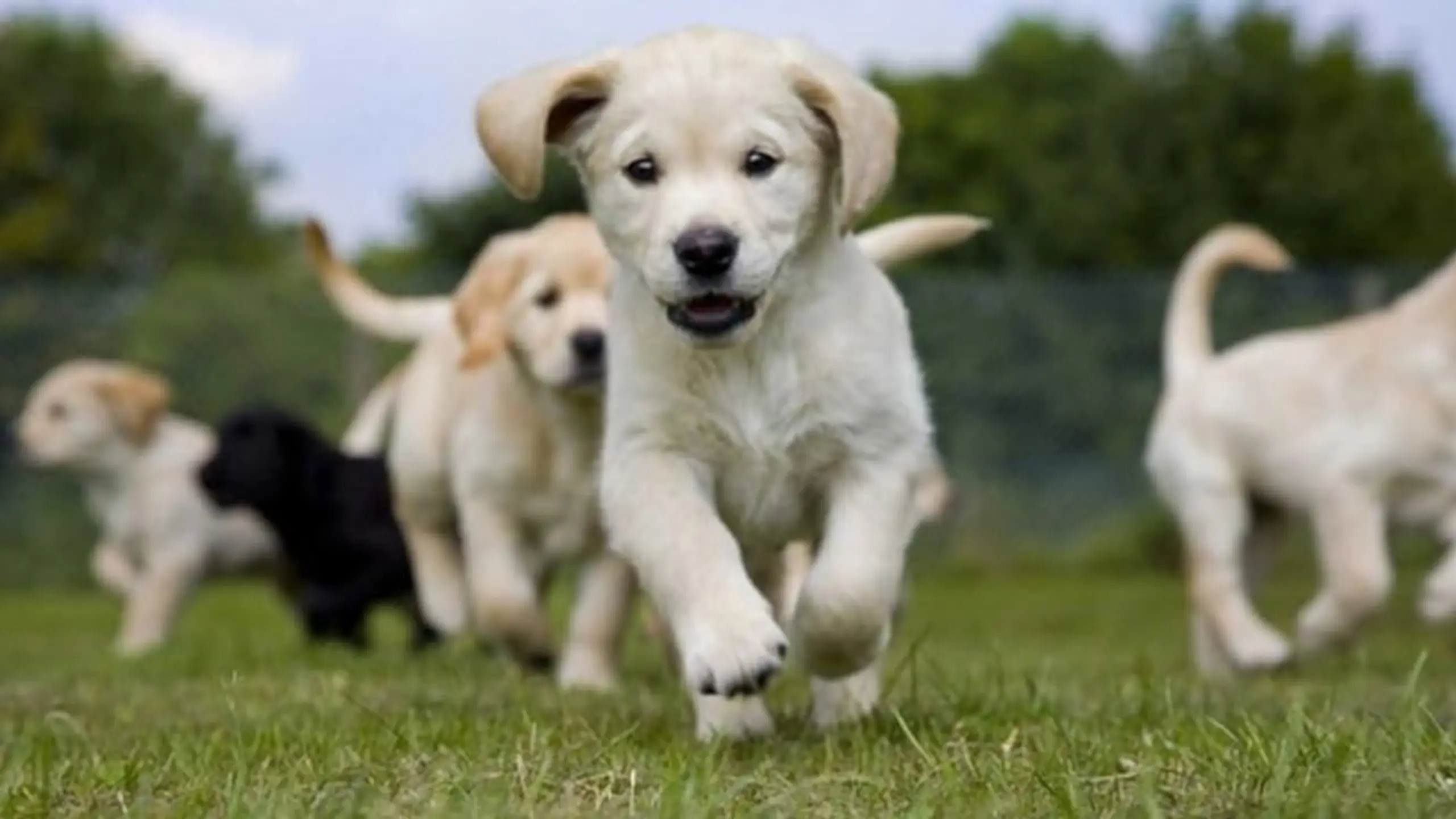 Les Chiots "Bien les connaitre pour mieux vivre ensemble"