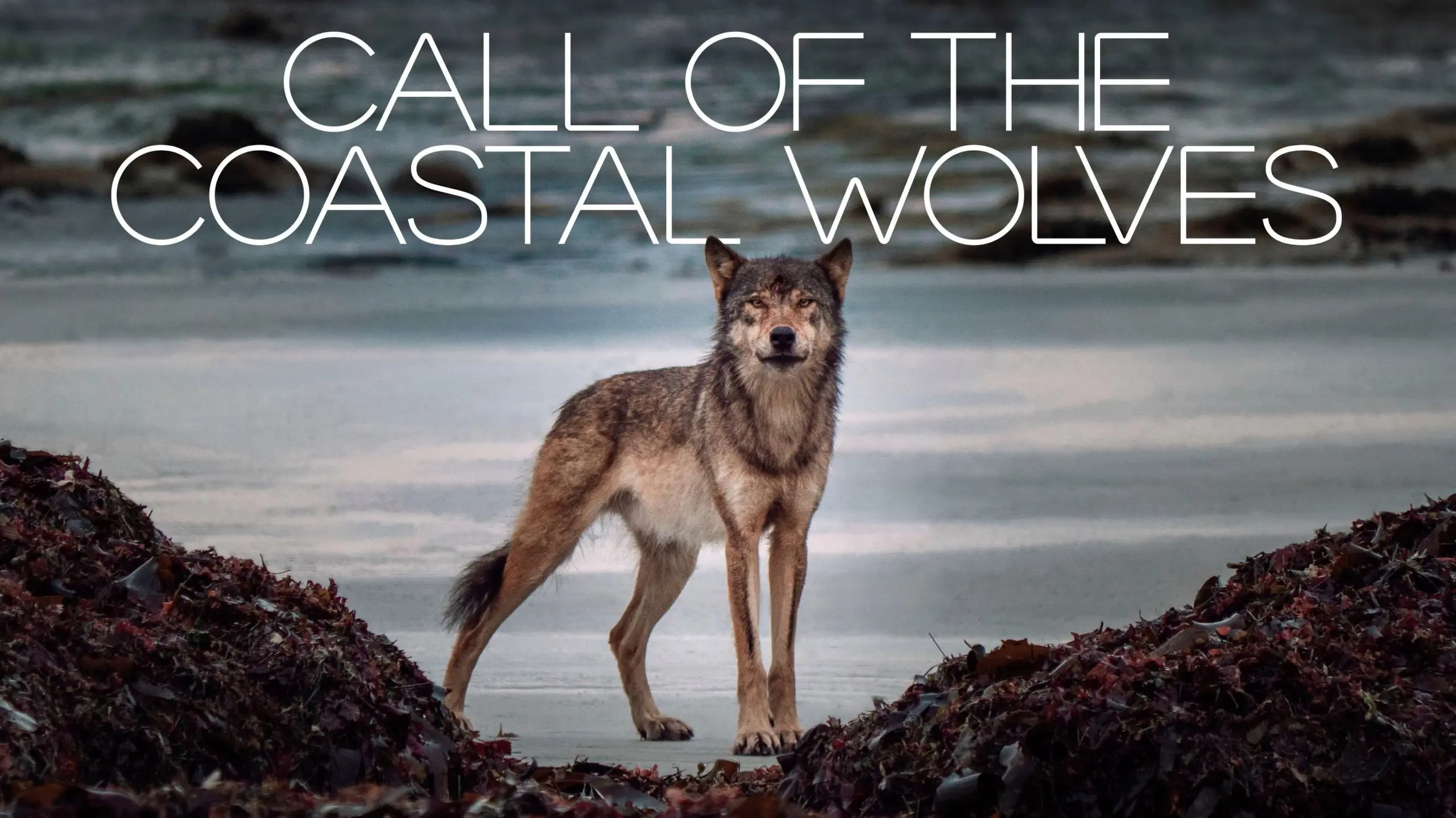 Call Of The Coastal Wolves