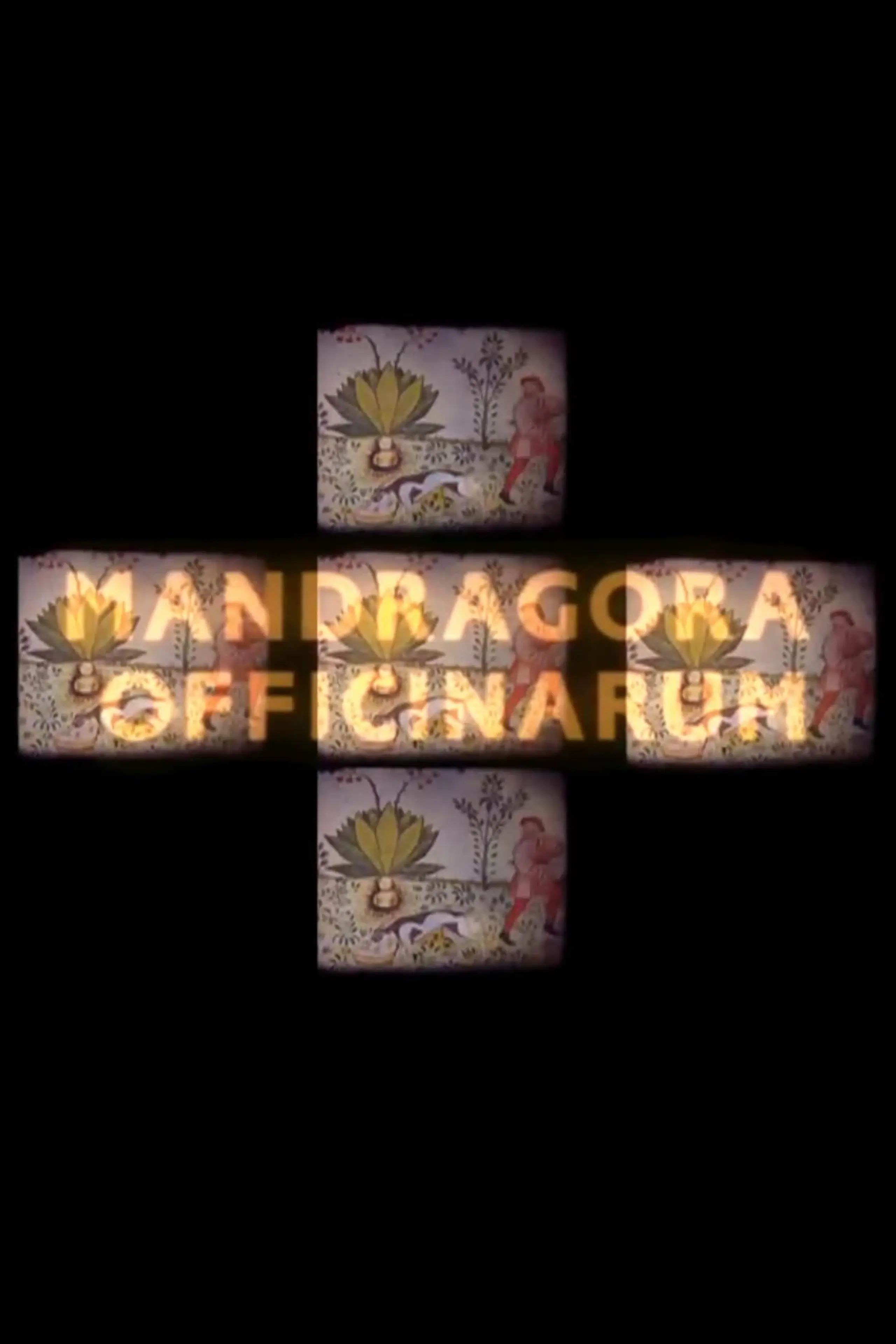 Mandragora officinarum