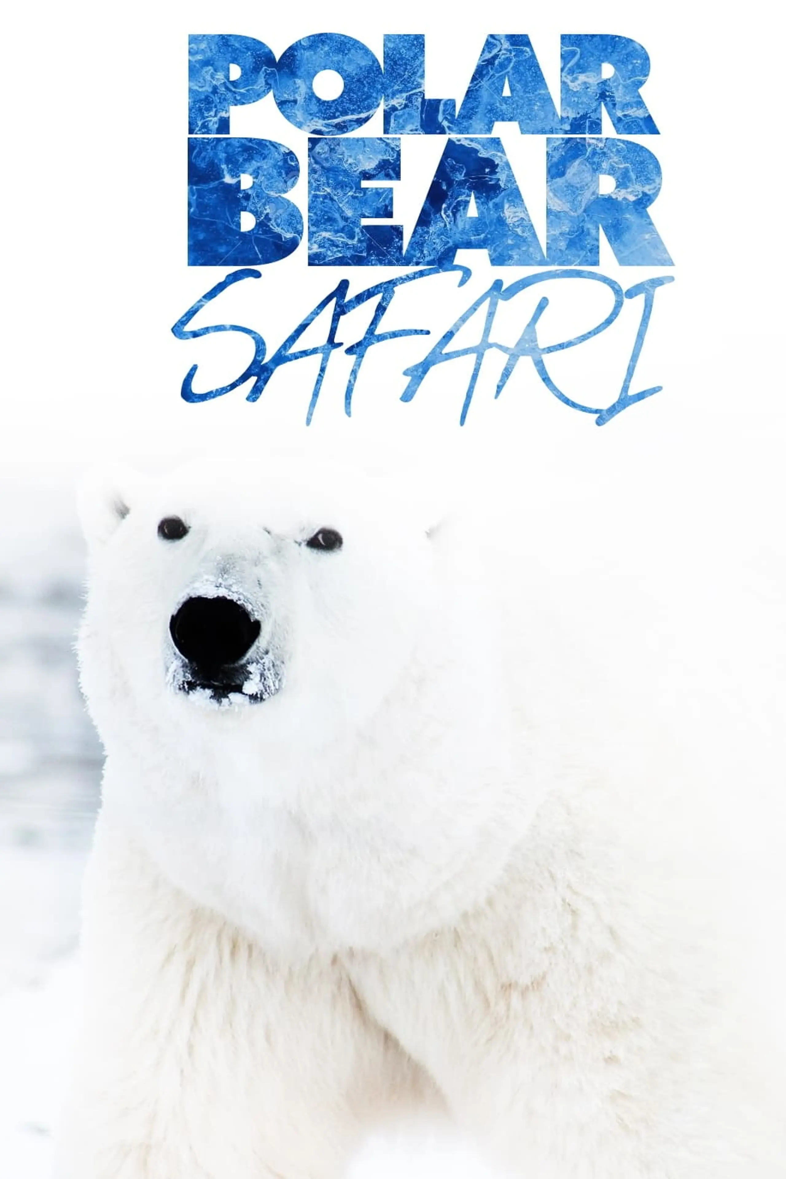 Polar Bear Safari