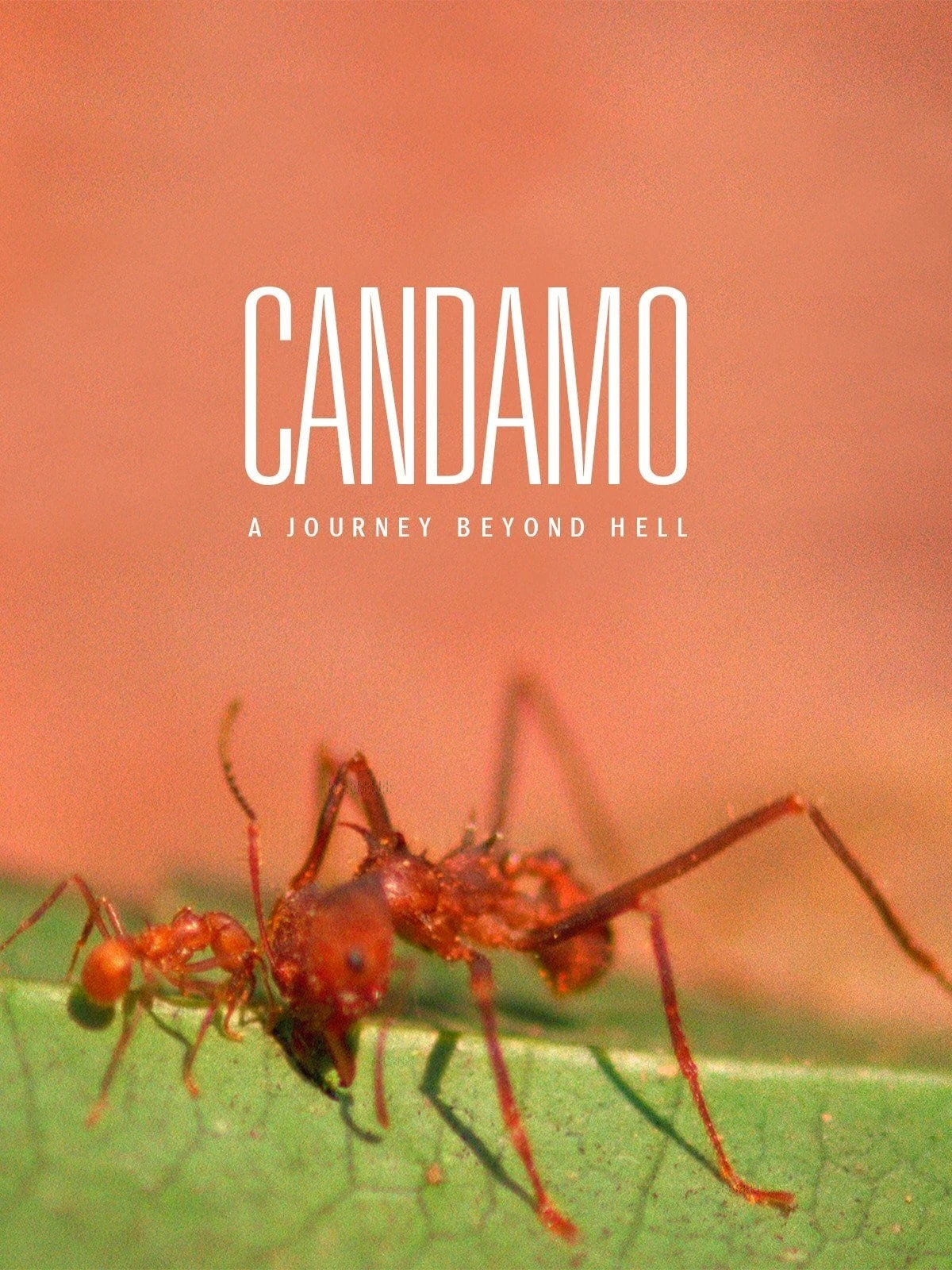 Candamo, la última selva sin hombres