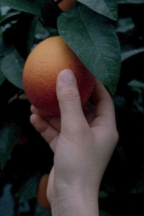 An orange is not a fish