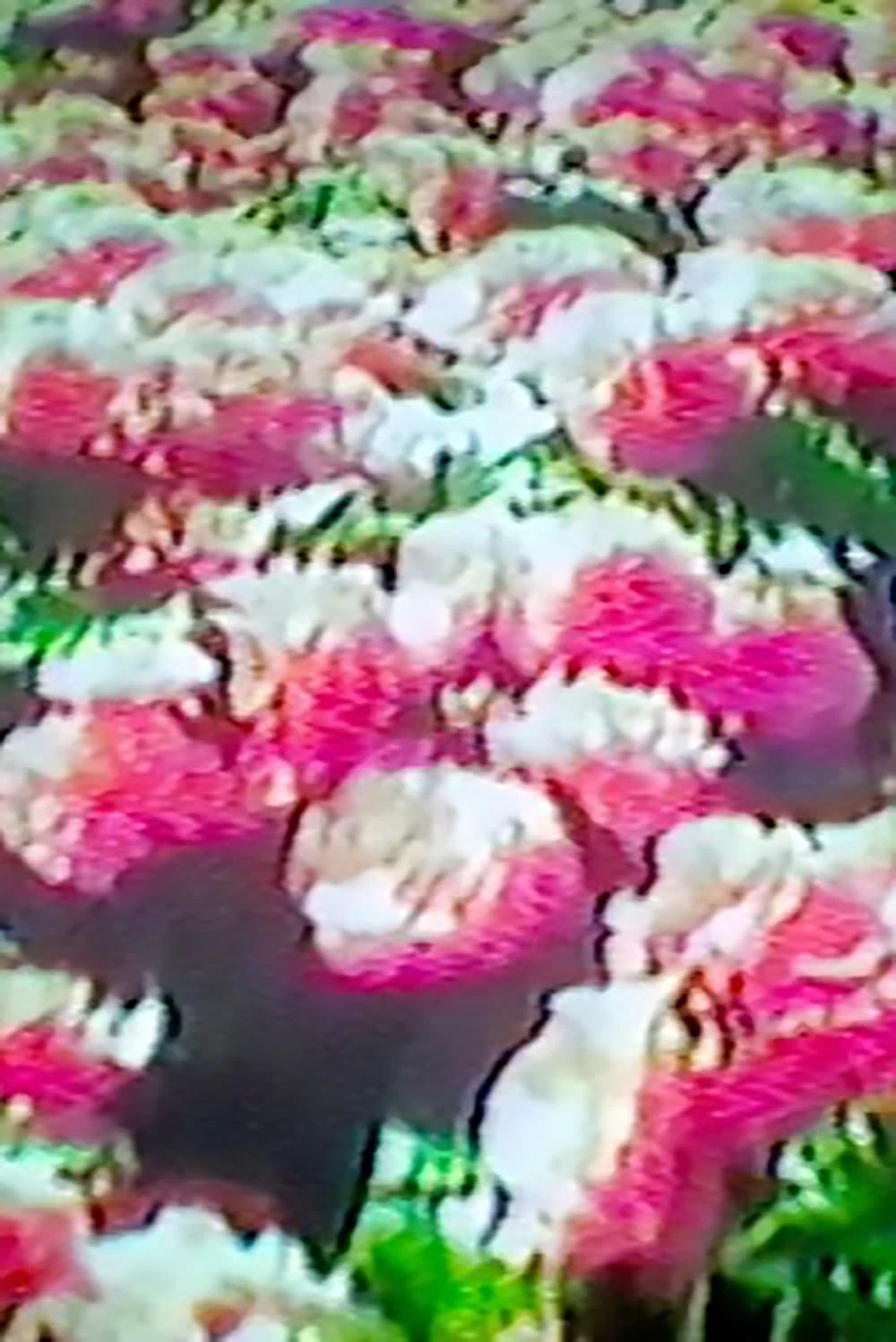 How Flowers Never Became A Food Group