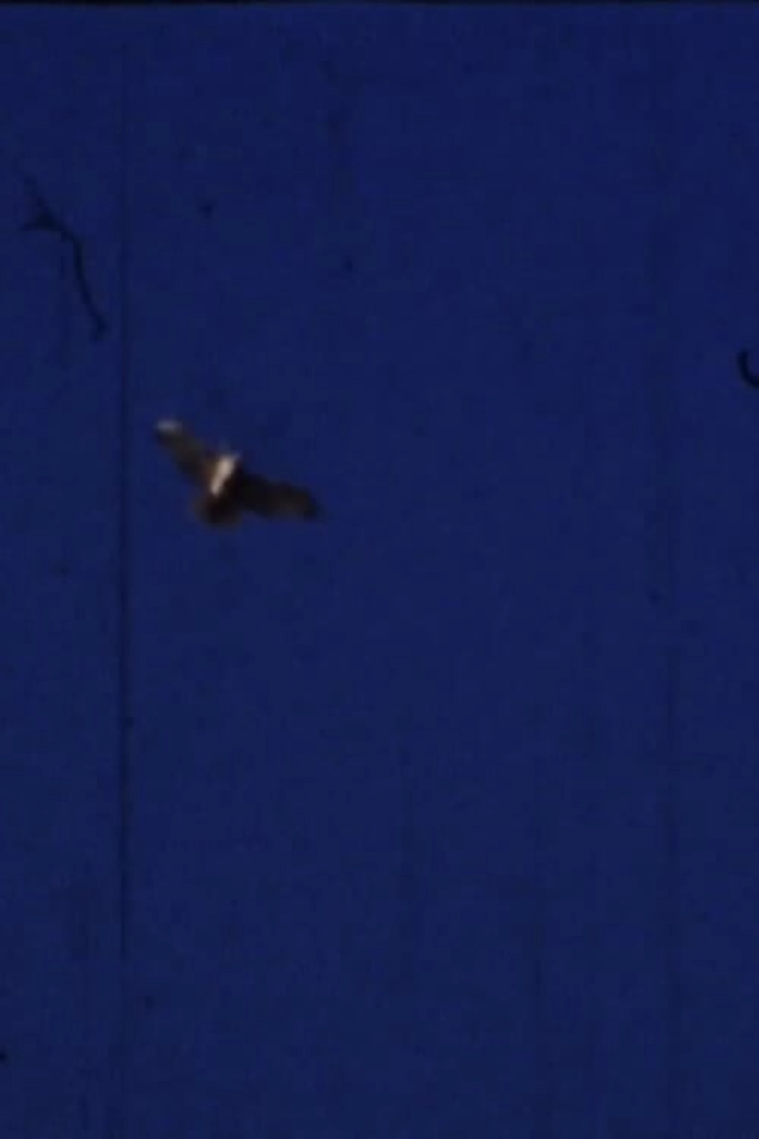 Flying Fish