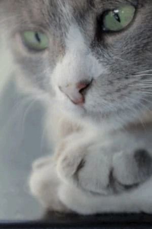 Foto von Duman