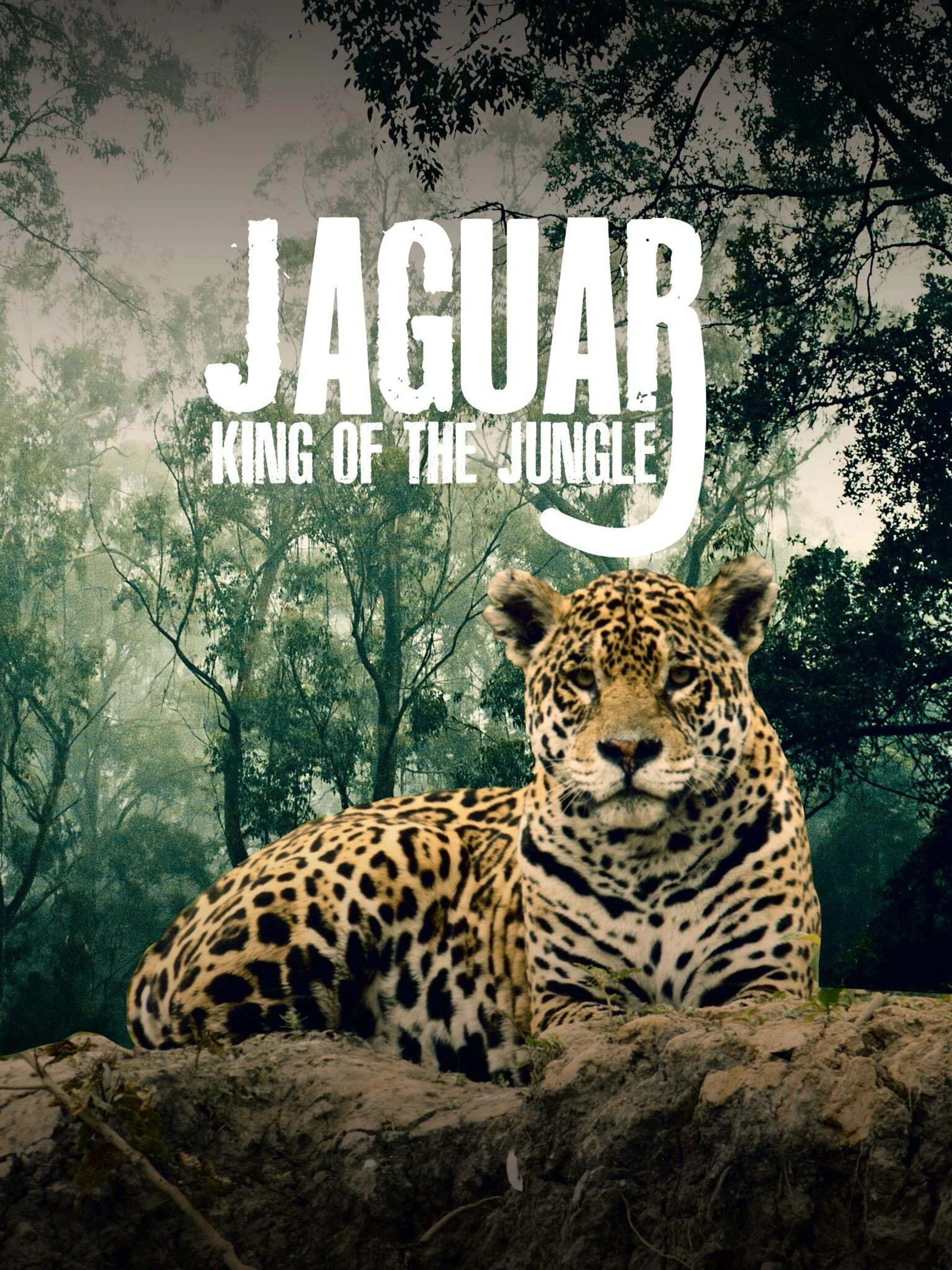 Jaguar: King of the Jungle