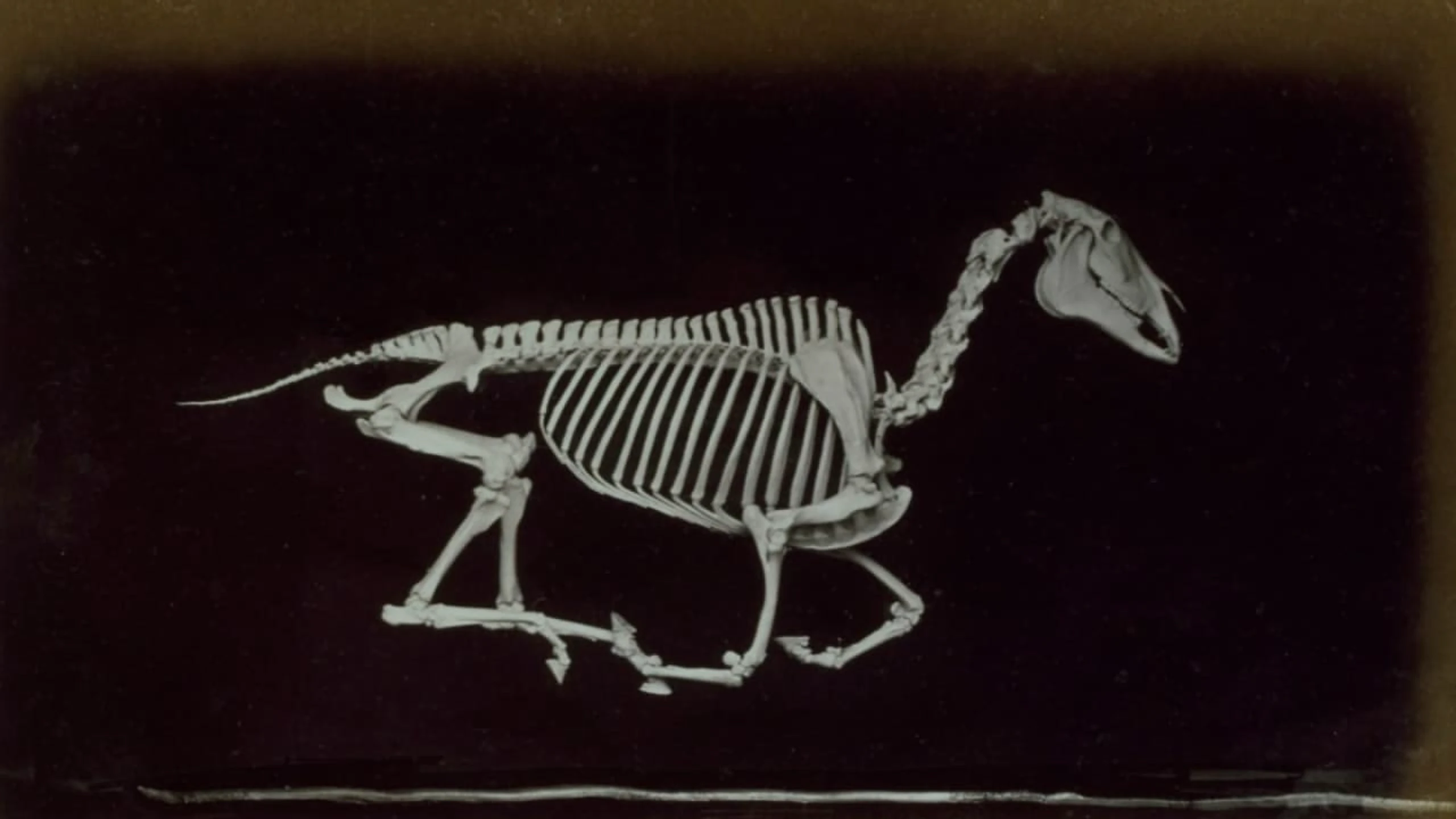 Skeleton of Horse