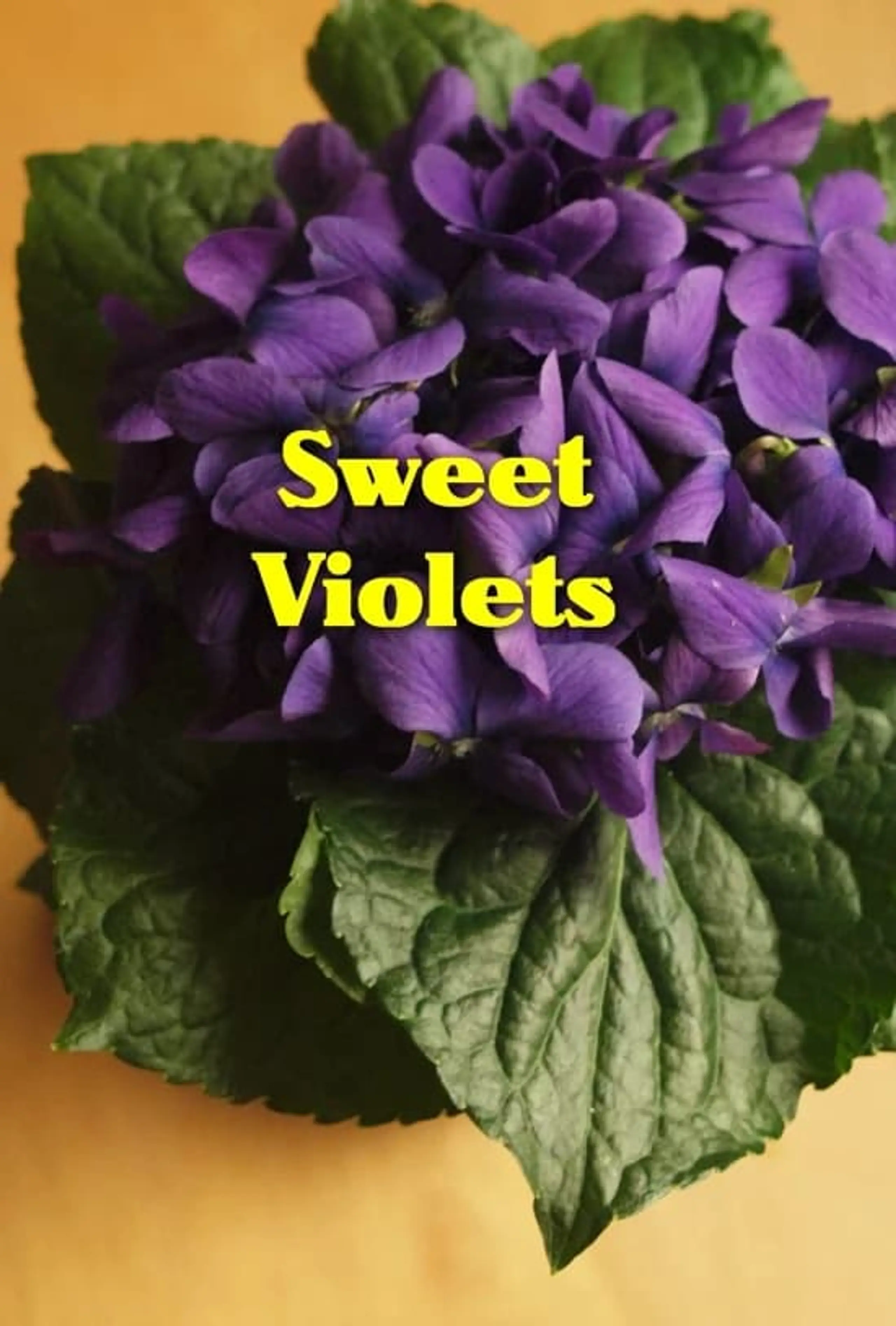 Sweet Violets