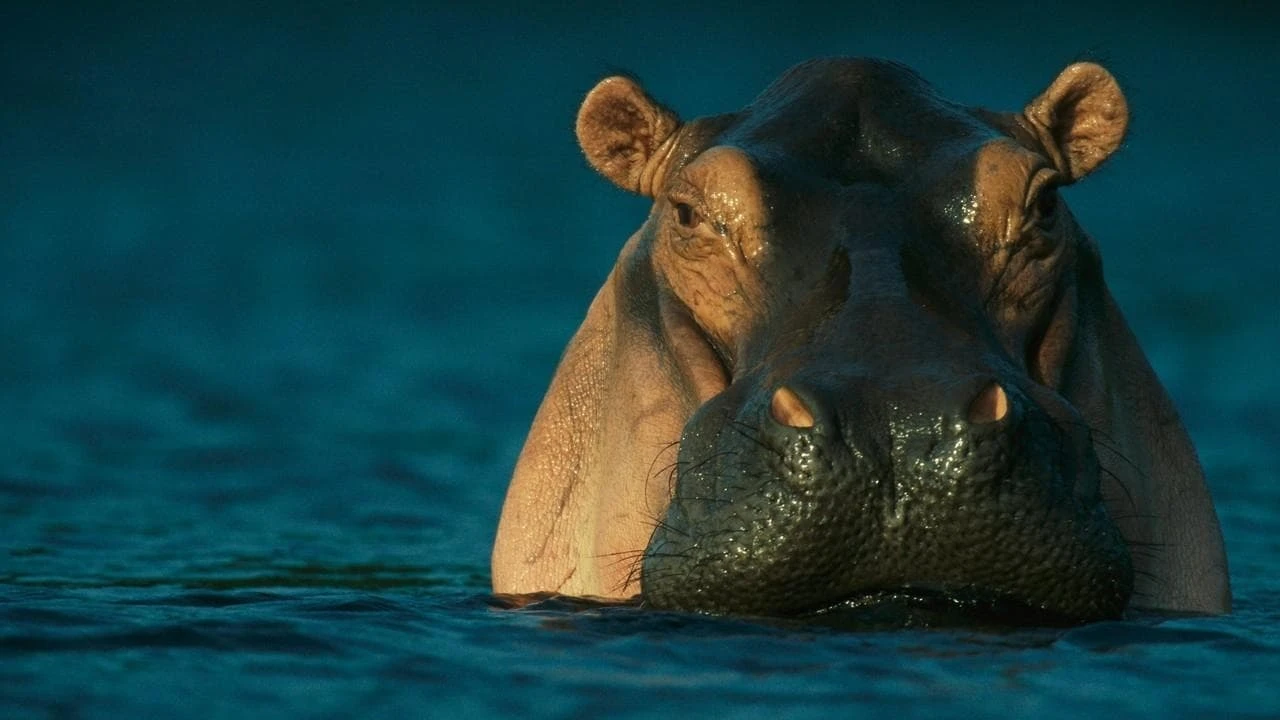 Wild Gabon