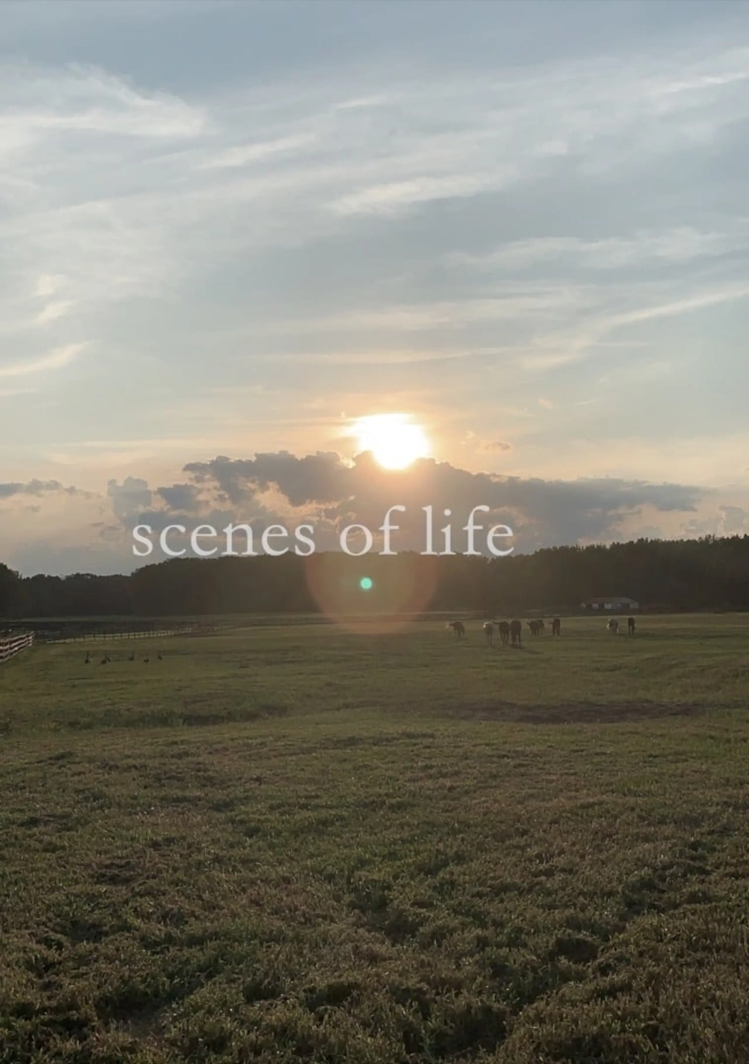 scenes of life