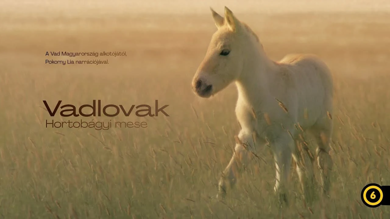 Wild Horses - A Tale From The Puszta