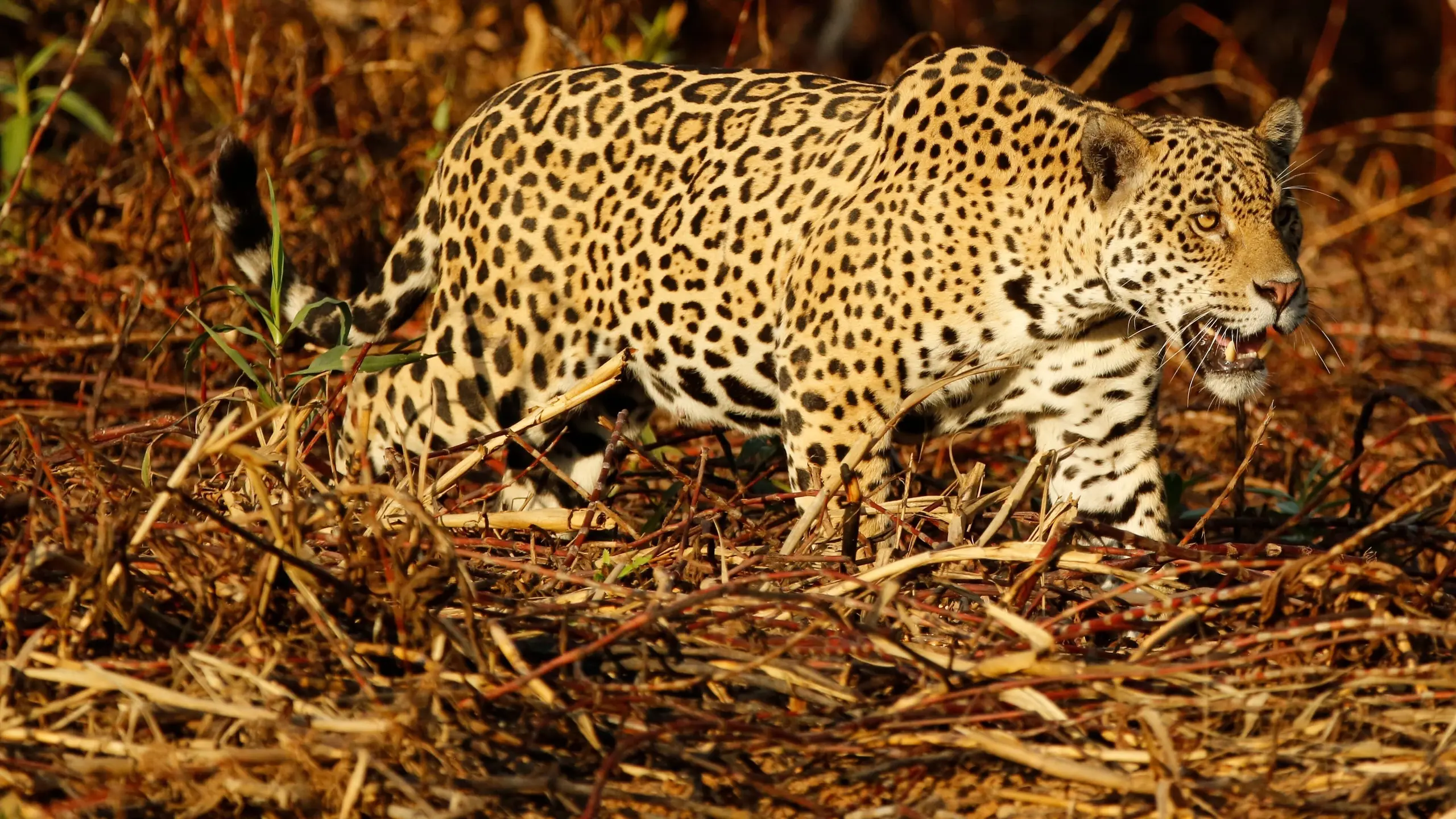 Jaguaretê-Avá: Pantanal em Chamas