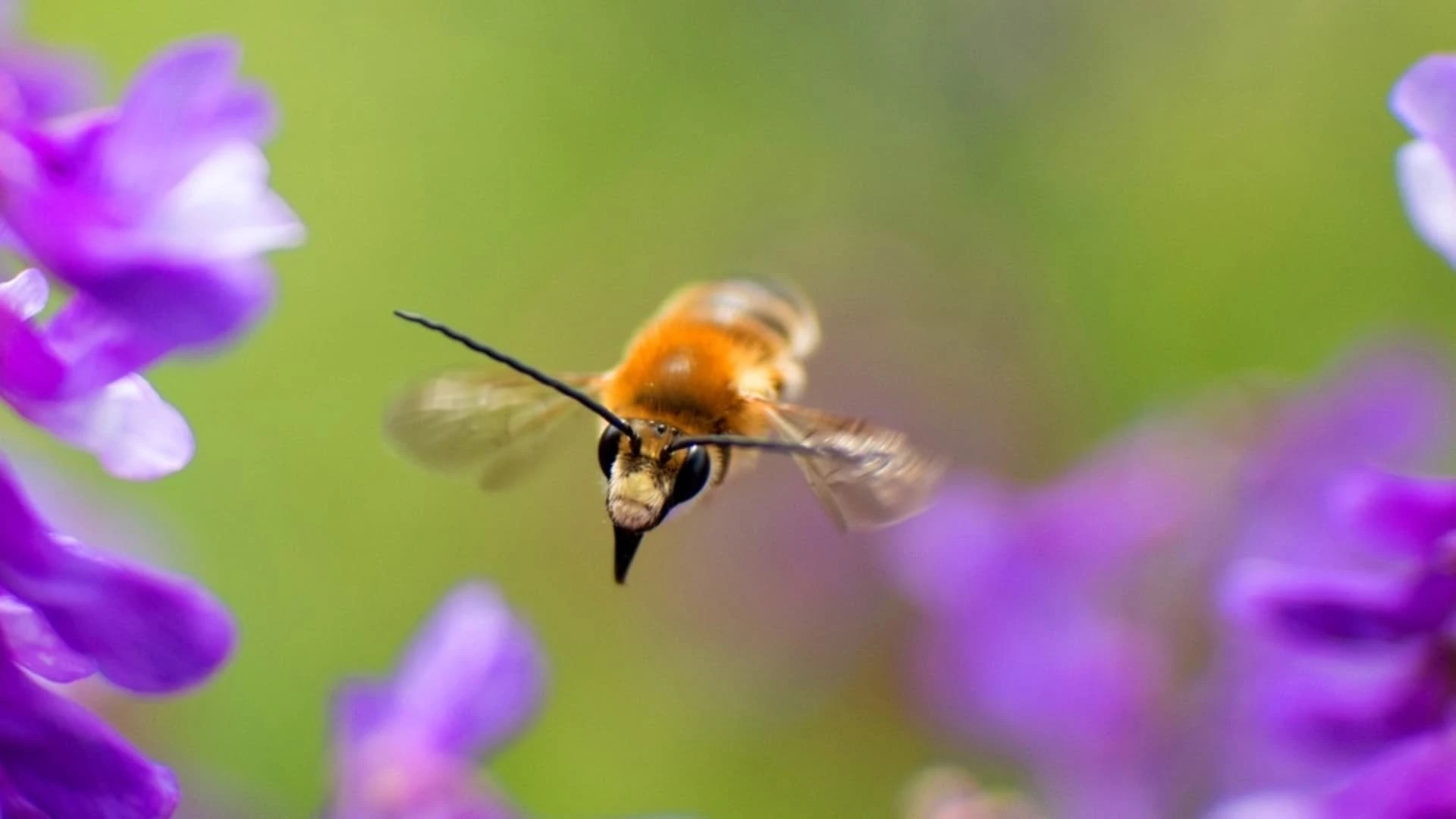 Biene Majas wilde Schwestern