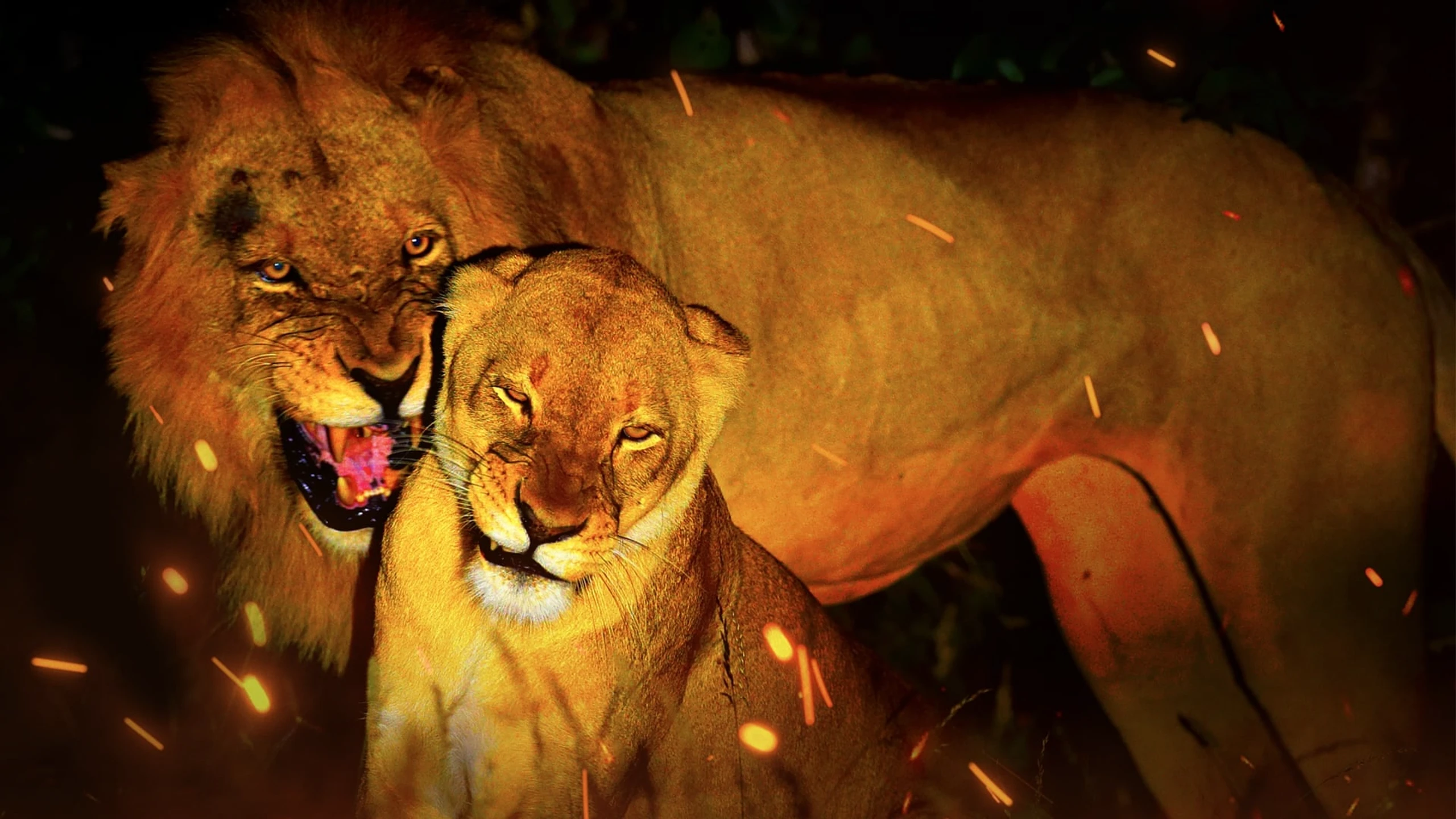 Game of Lions