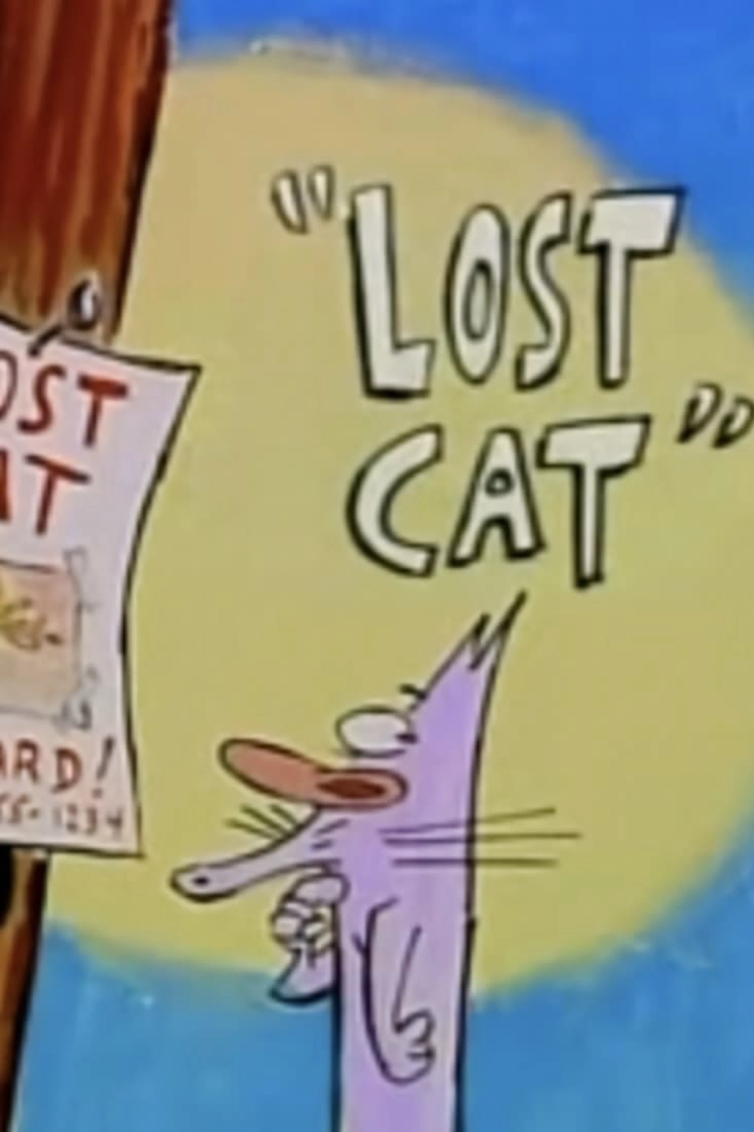 Lost Cat