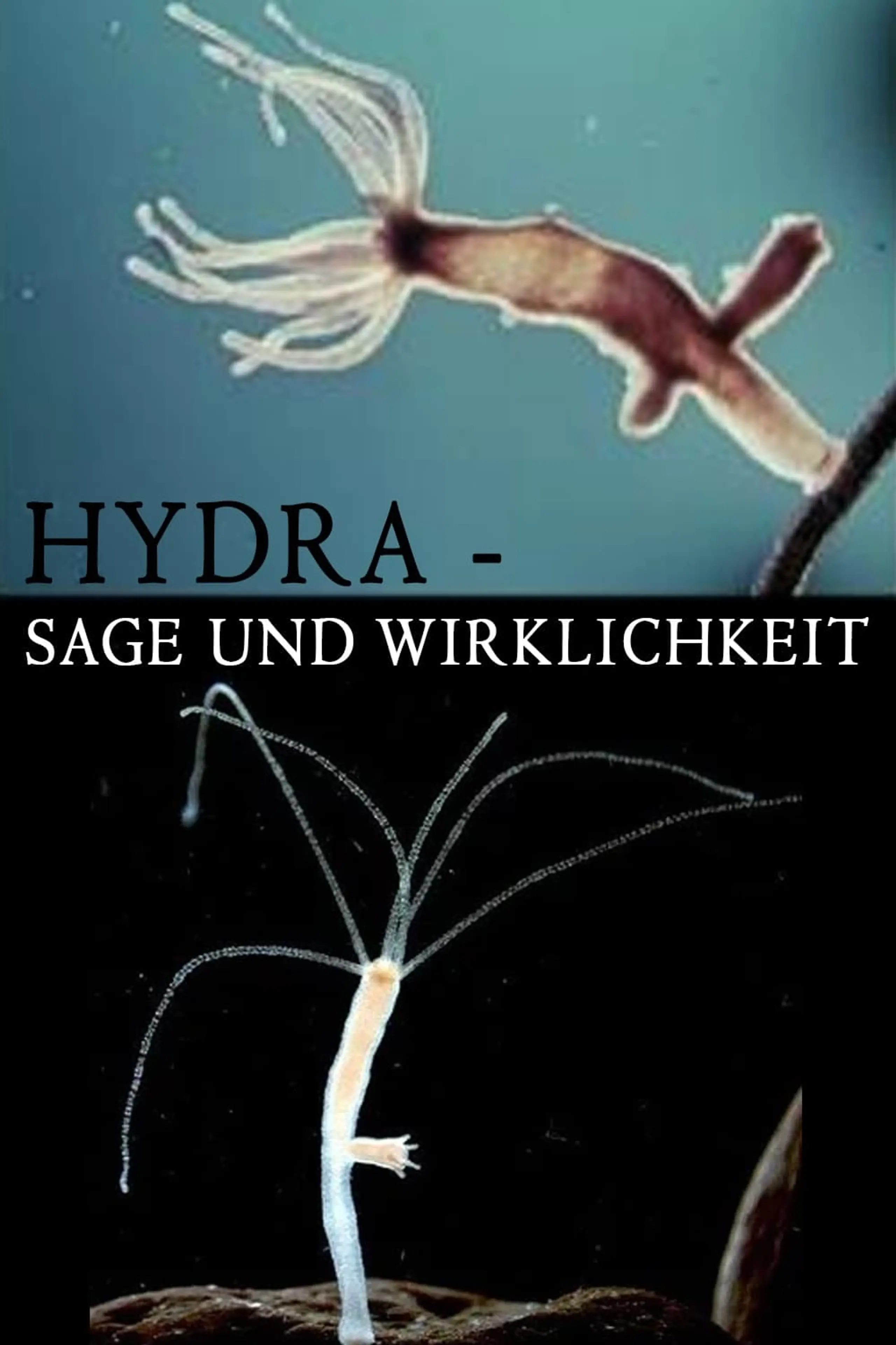 Hydra - Sage und Wirklichkeit