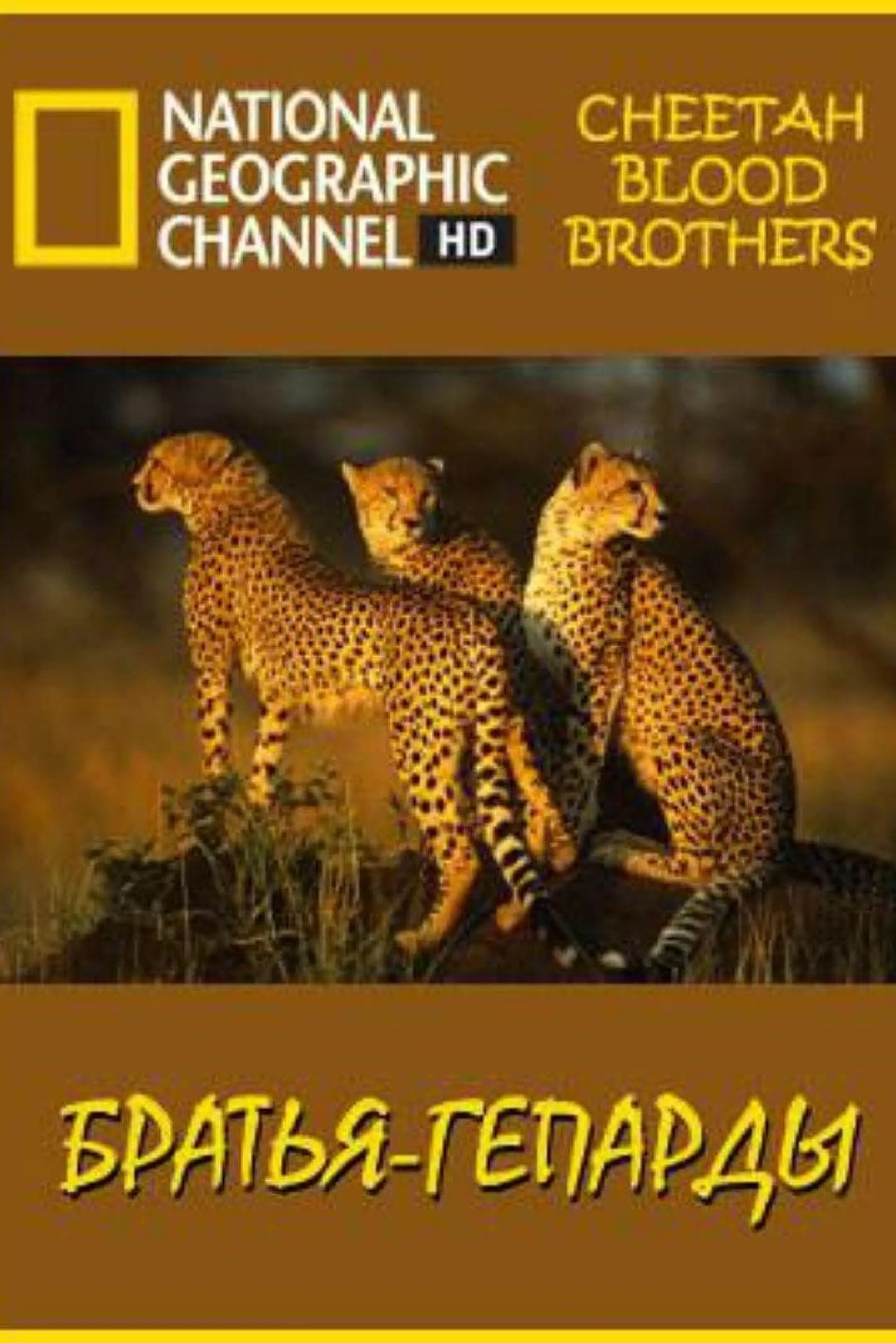 National Geographic Cheetah Blood Brothers