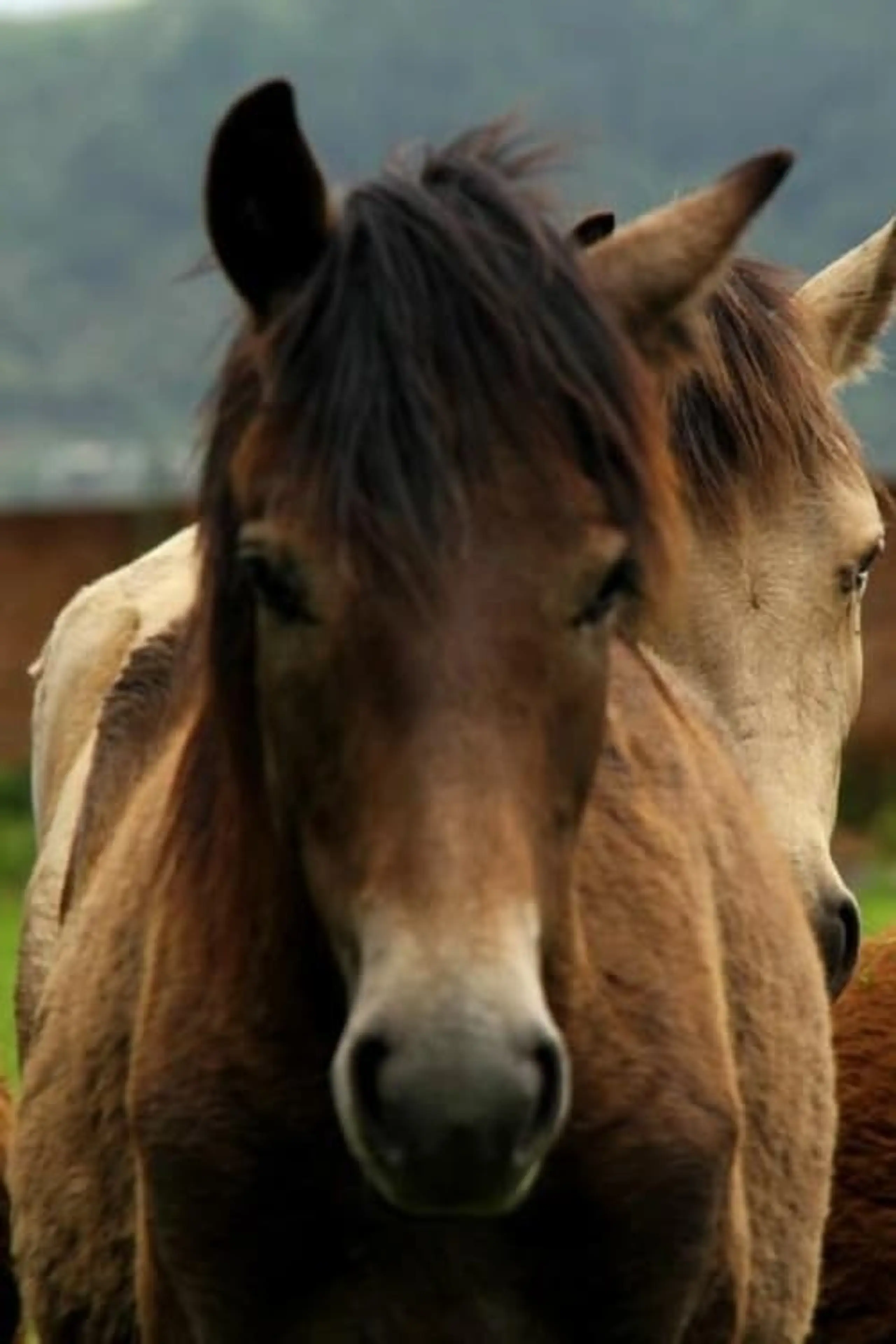 Manipuri Pony