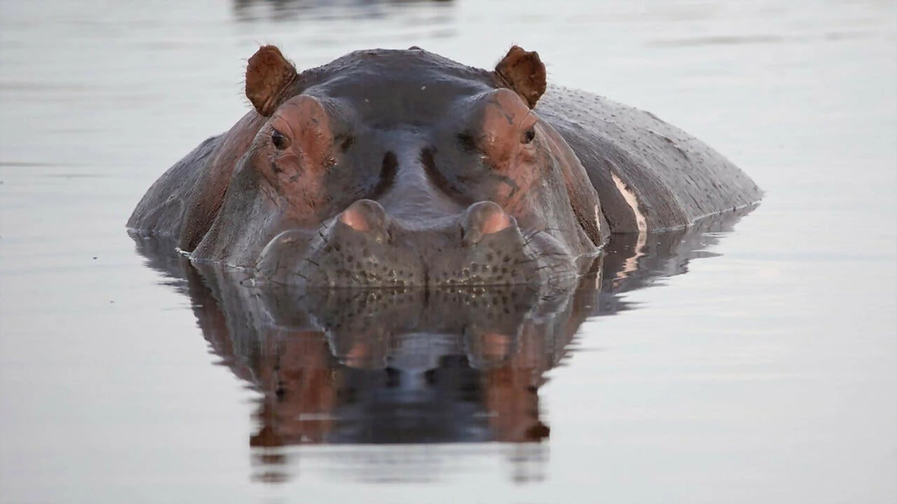 Hippos: Africa's River Giants