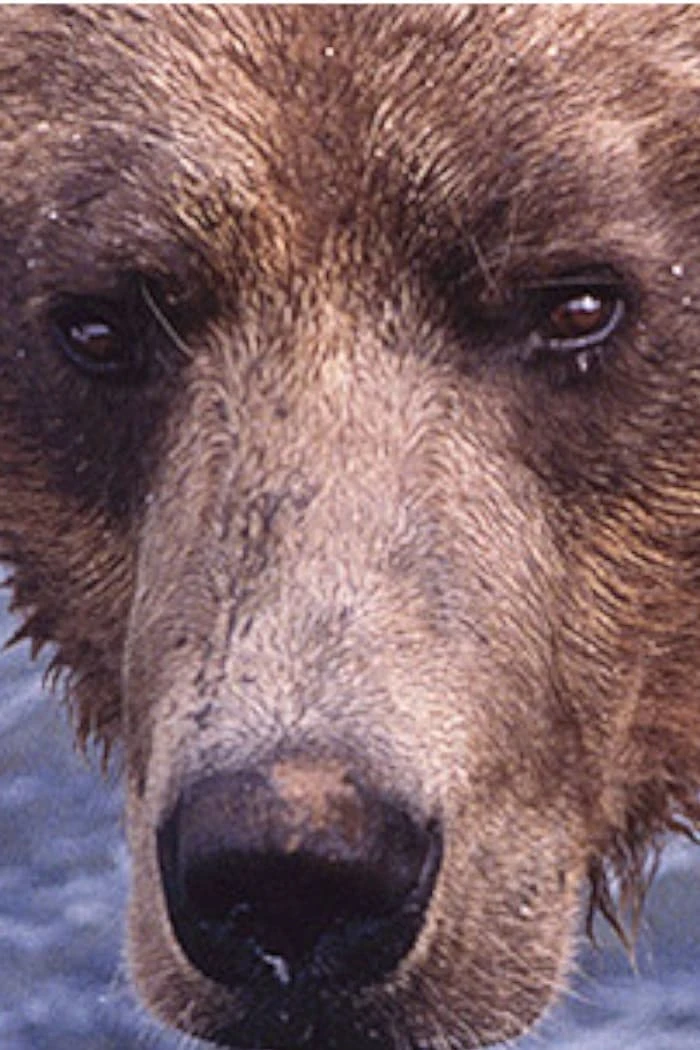PBS Nature: Showdown at Grizzly River