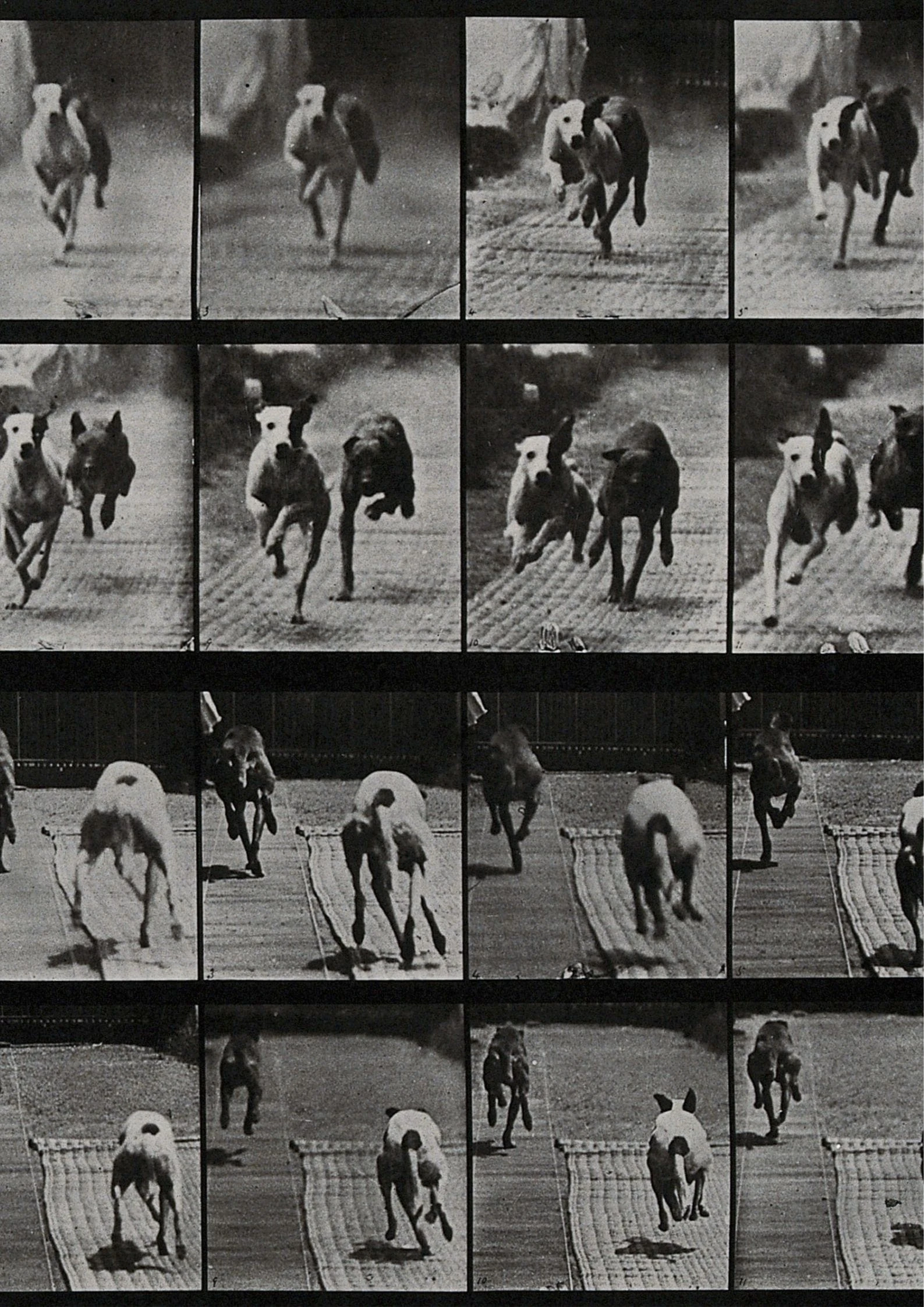 Two dogs racing