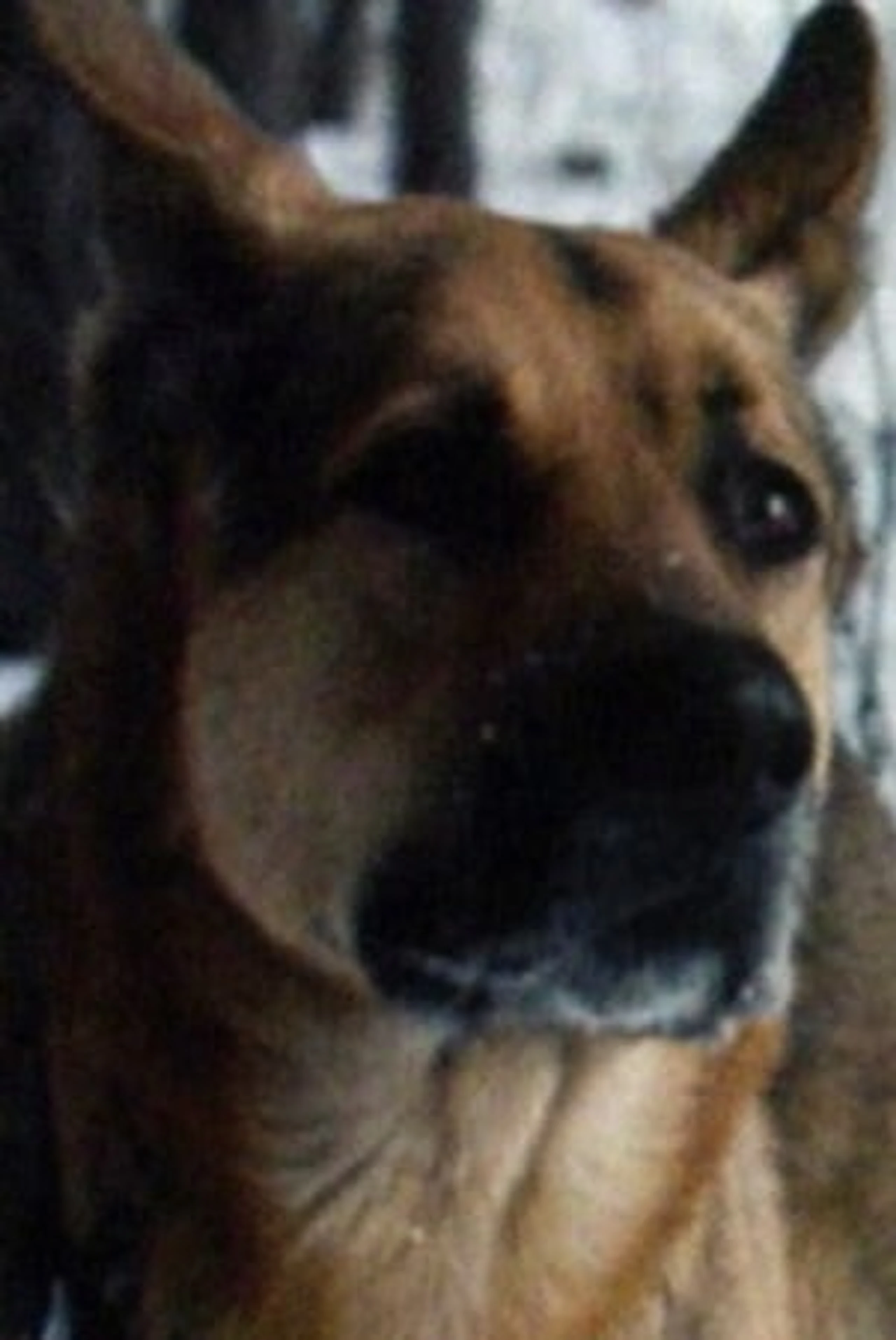 Foto von German Shepherd Baikal