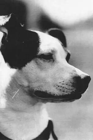 Foto von Cameo the Dog